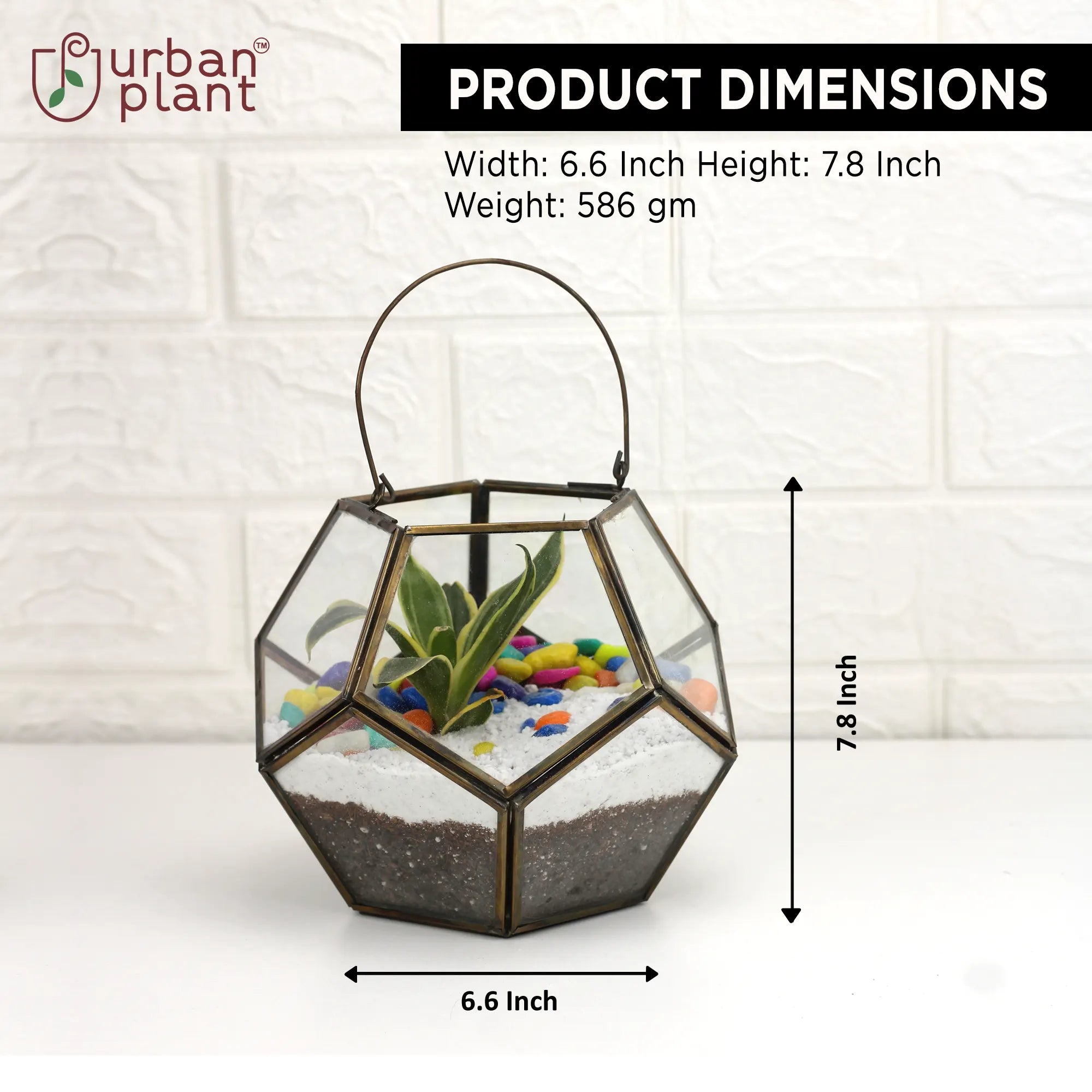 Elegant Decorative Geometric Table Top Glass Terrarium Glass Terrarium Urban Plant 