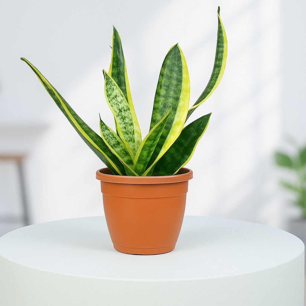 Snake Plant in Grower Pot Urban Plant 