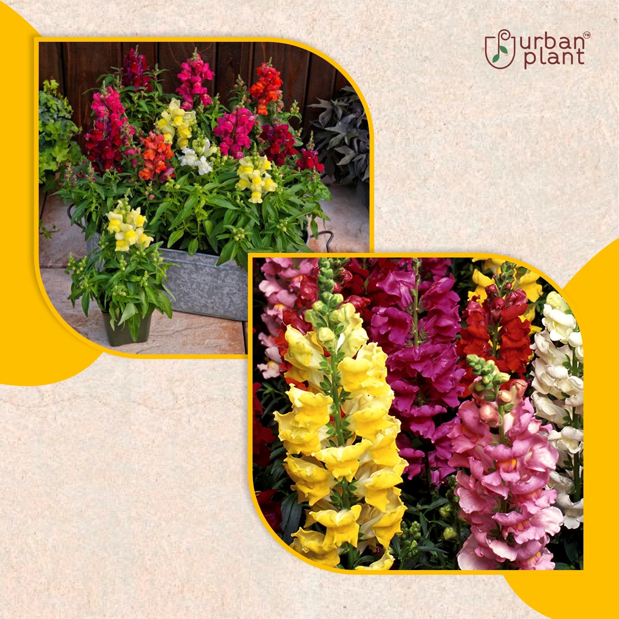 Snapdragon Mix Tall Flower Seeds Flower Seed Urban Plant 
