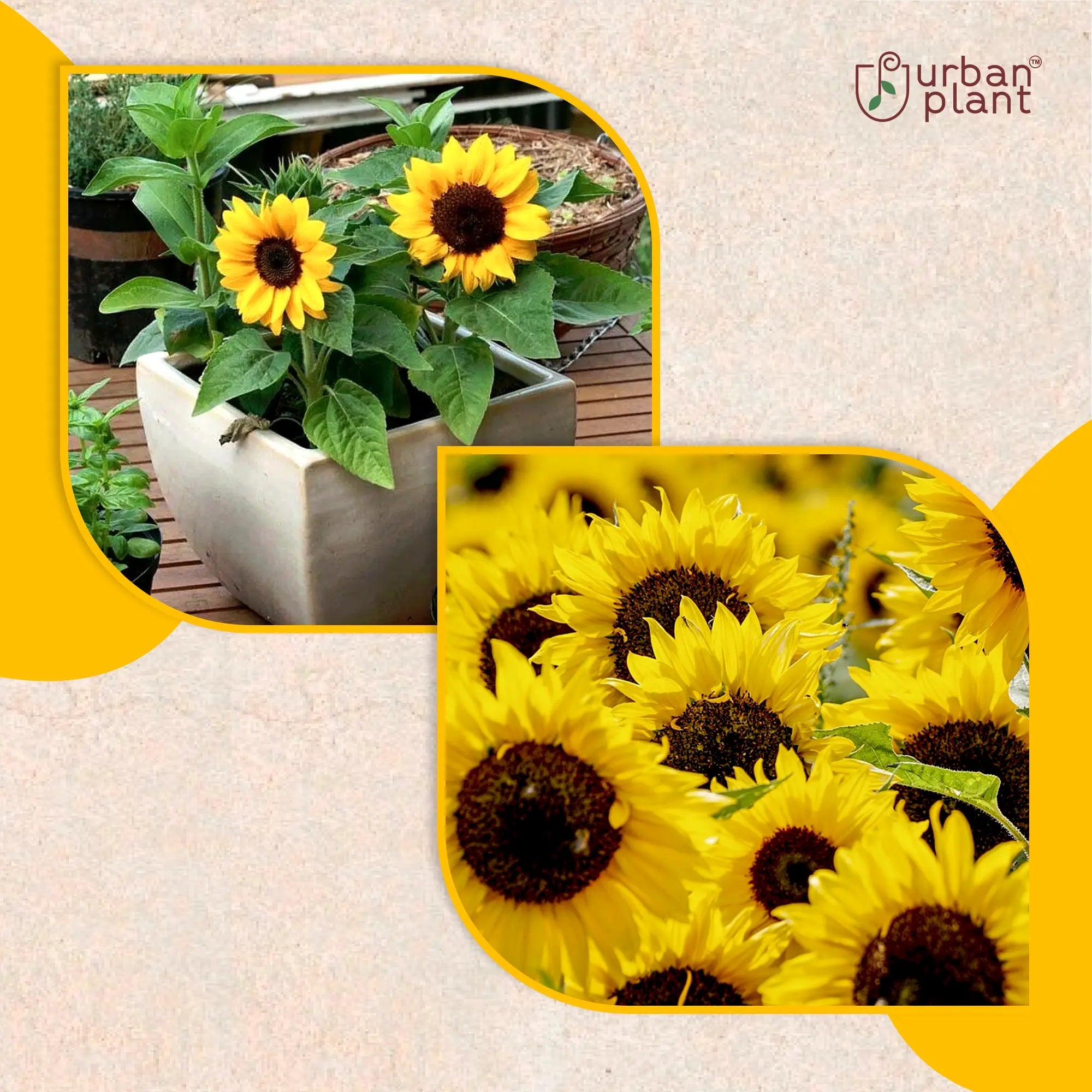 Sunflower Big Bloom Flower Seeds Flower Seed Urban Plant 