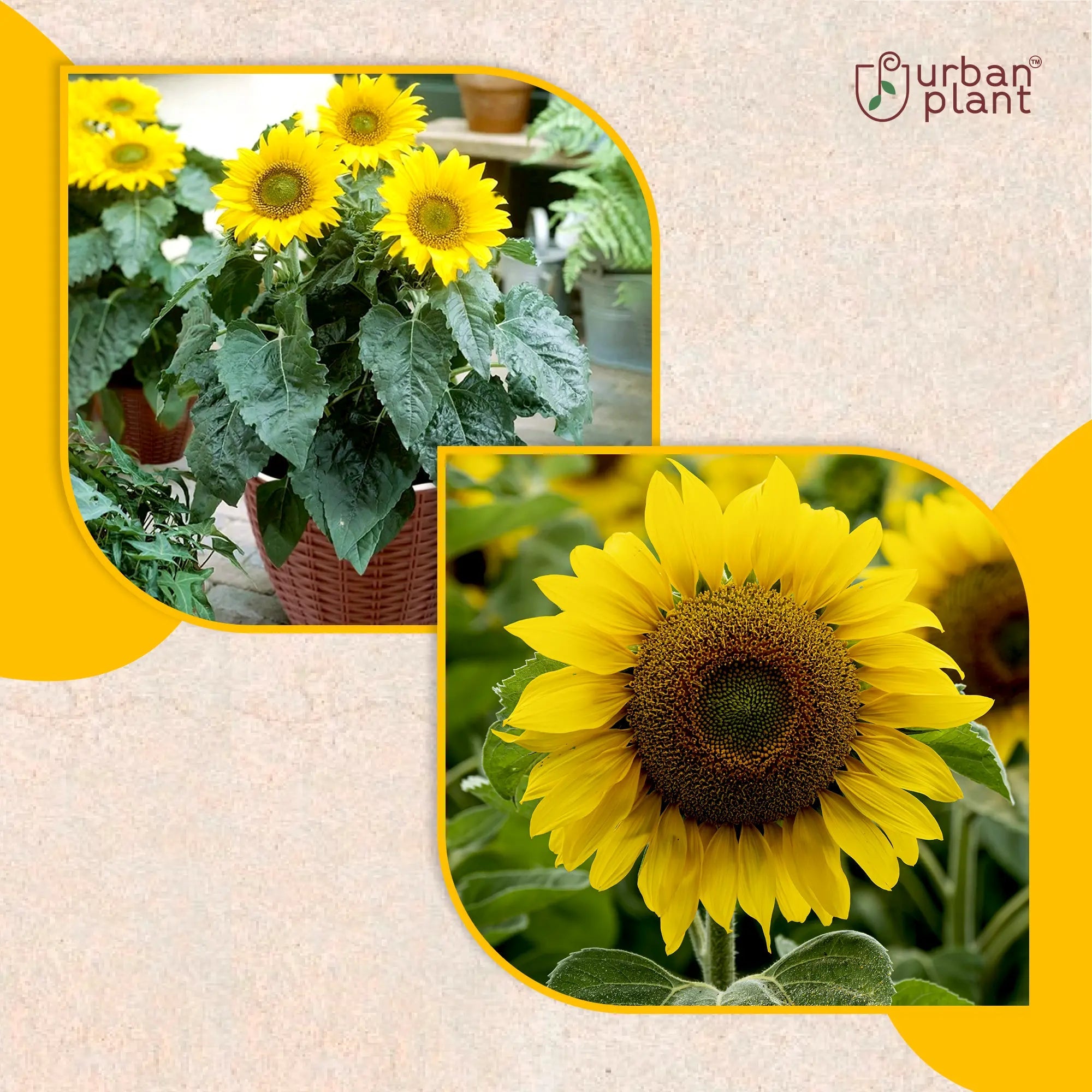 Sunflower Miniature Flower Seeds Flower Seed Urban Plant 