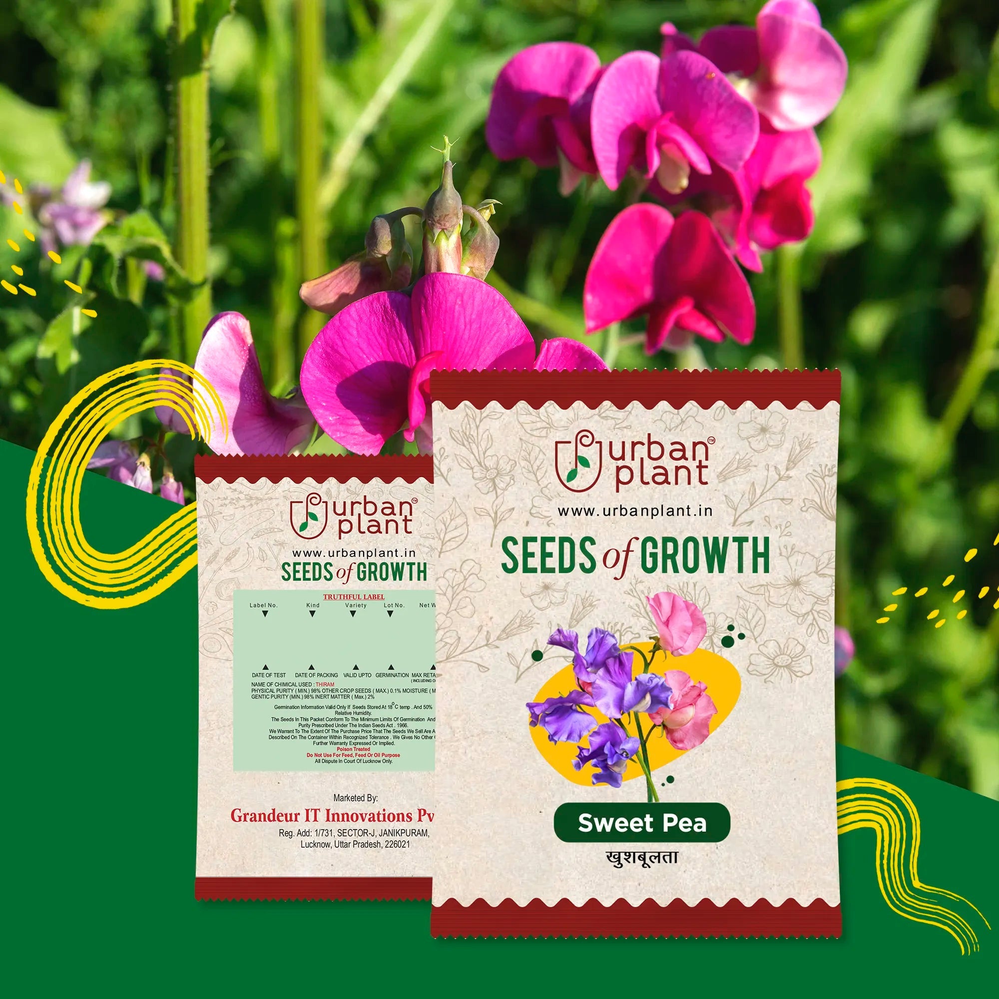 Sweet Pea Flower Seeds Urban Plant 