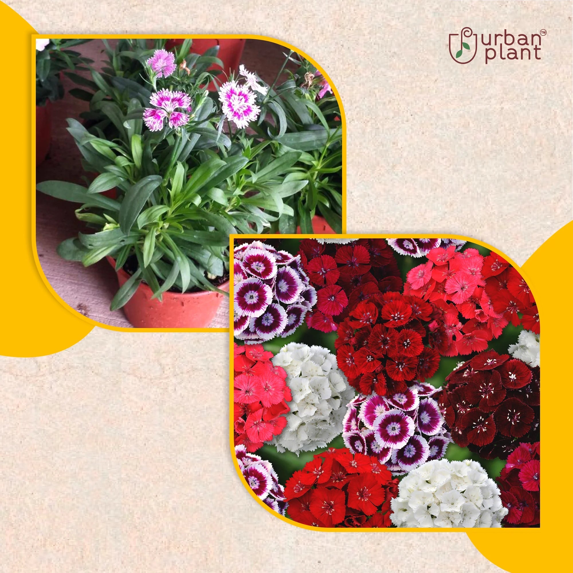 Sweet Willium Mix Flower Seeds Flower Seed Urban Plant 