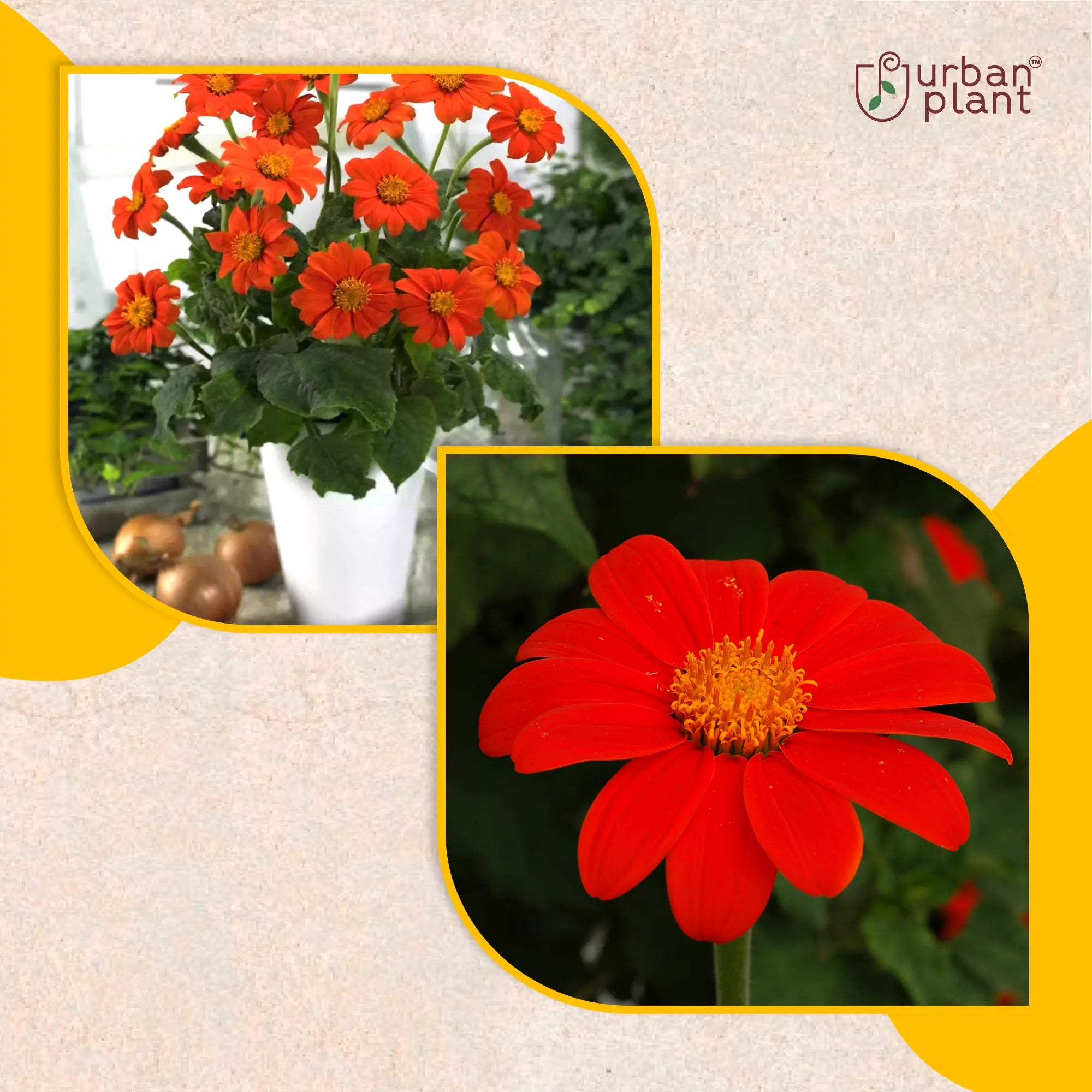 Tithonia Red Flower Seeds Flower Seed Urban Plant 
