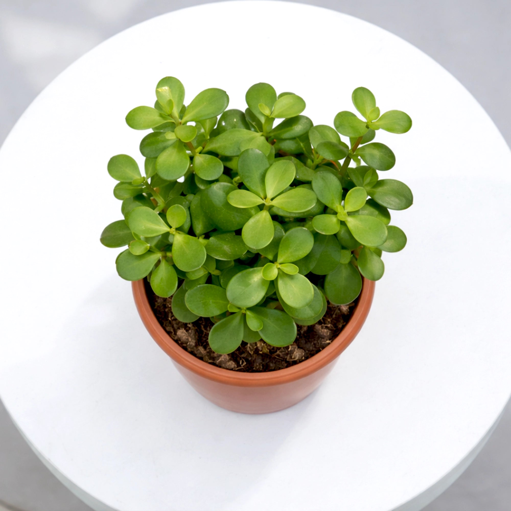 Jade Plant in Grower Pot