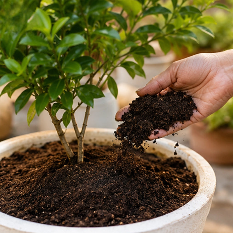 Easy Soil Enrichment