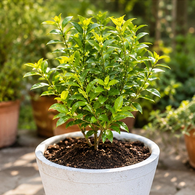 Healthy Green Growth
