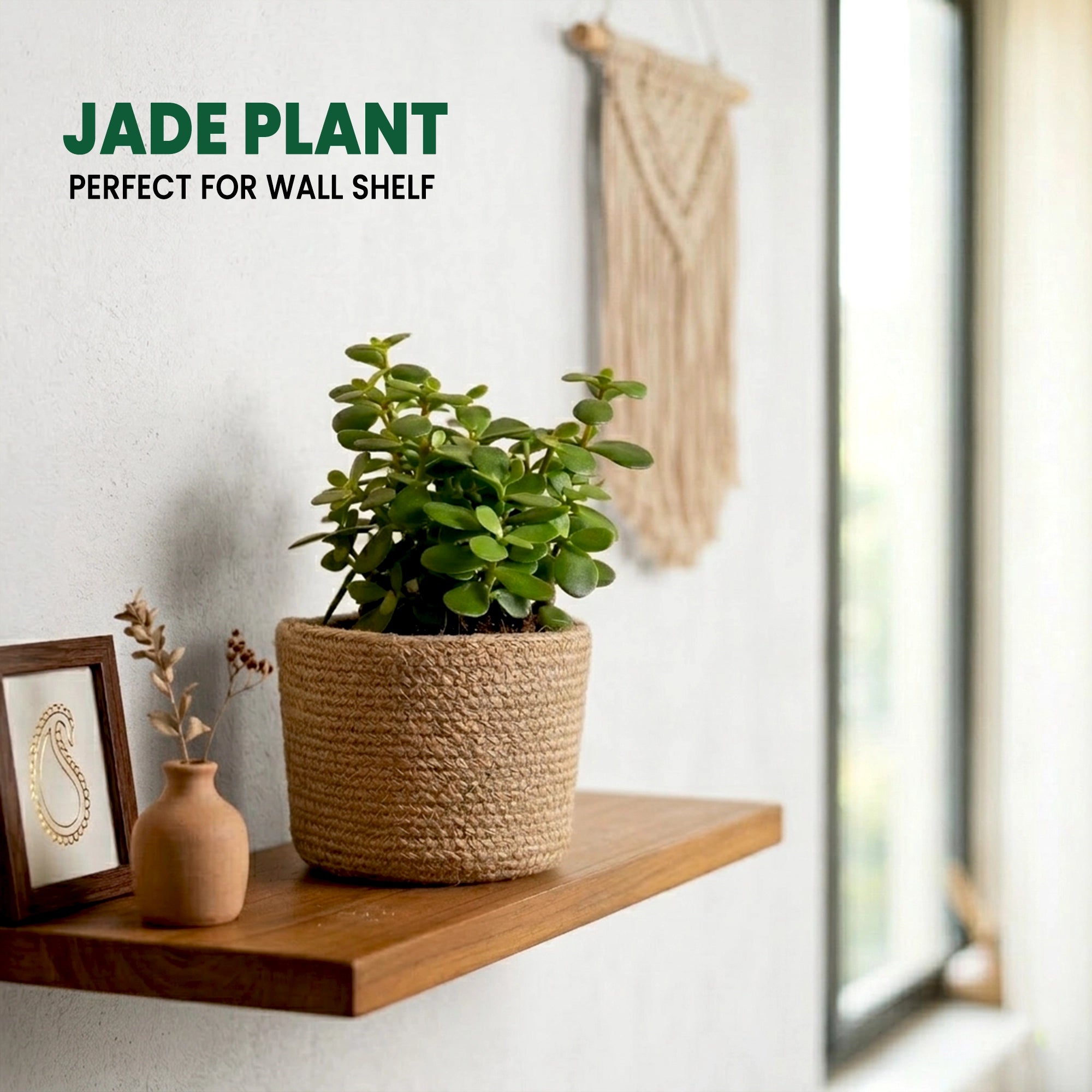 Jade Plant in Grower Pot placed on wall shelf 