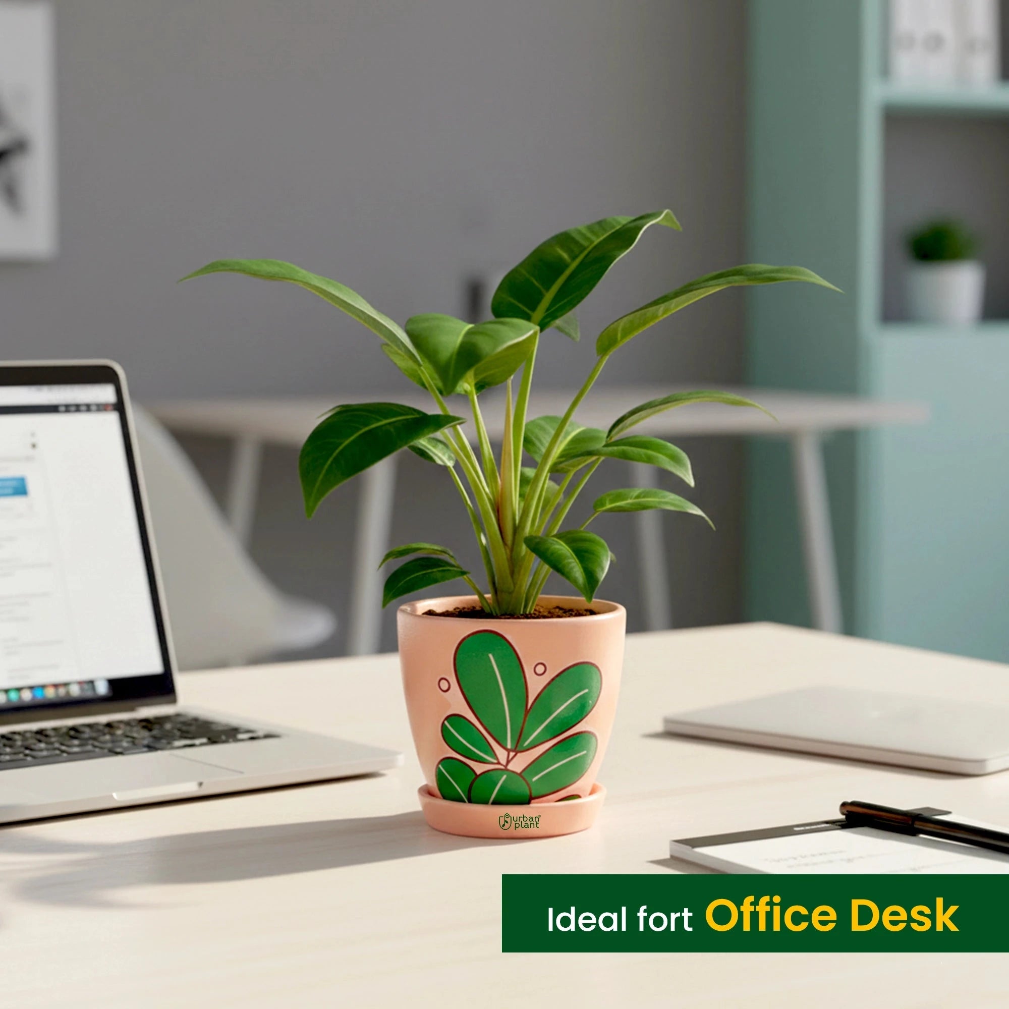 Urban Plant Signature Terracotta Pot Terracotta Pot Urban Plant 