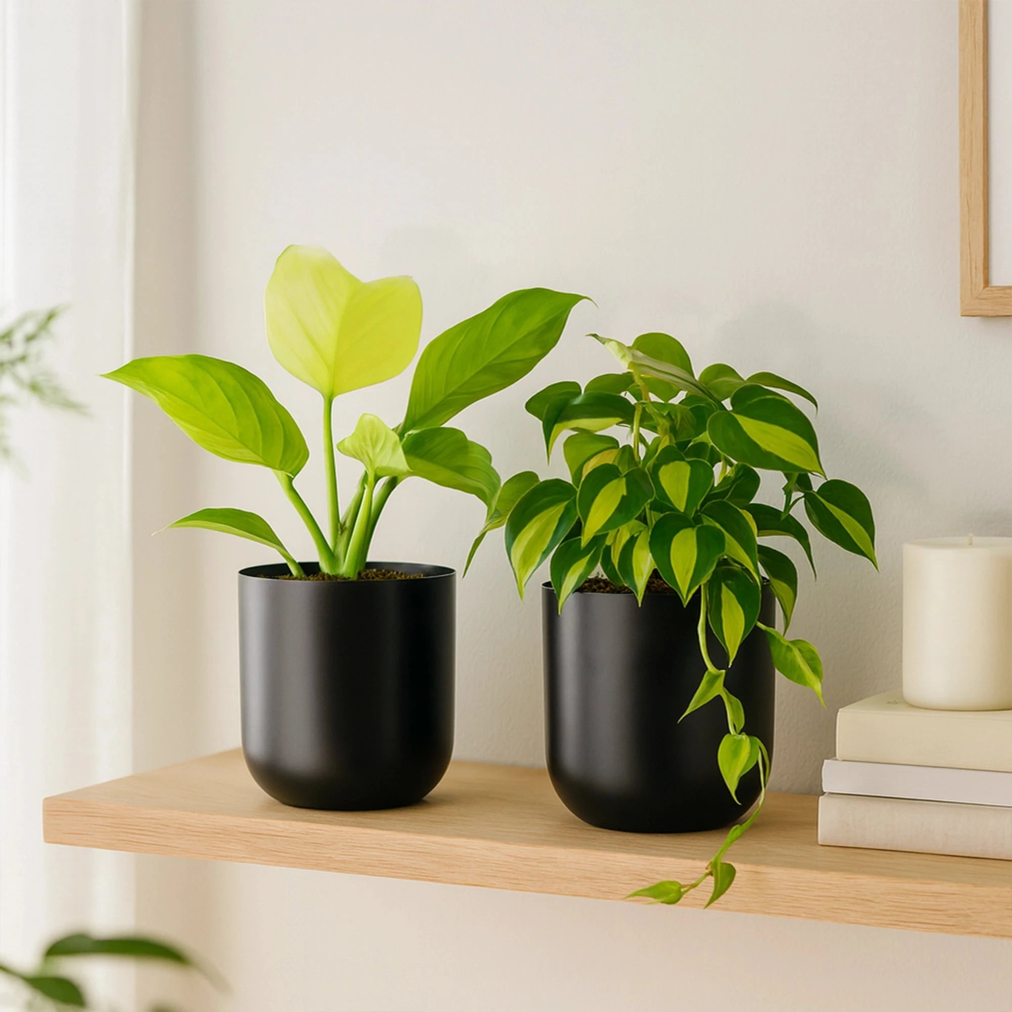 Metallic Miniature Planter (Black - Pack of 2) Metal Planter Urban Plant 
