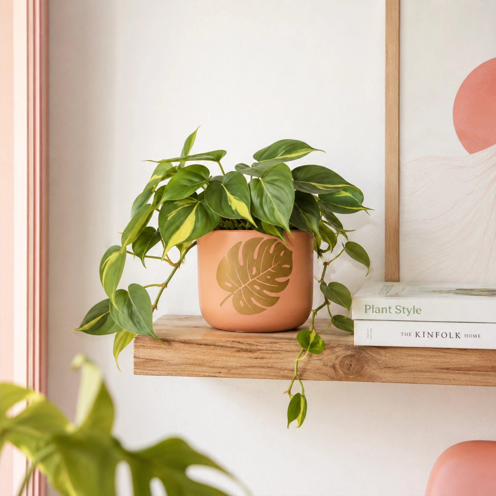 Monstera Muse Terracotta Pot
