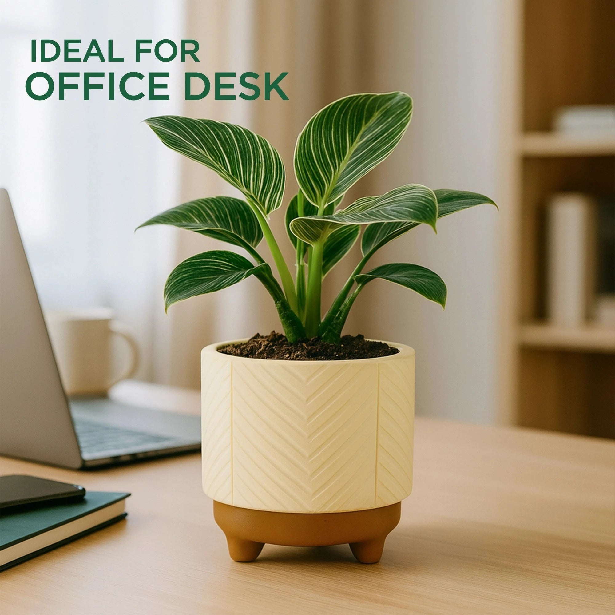 Emerald Terracotta Pot Urban Plant 