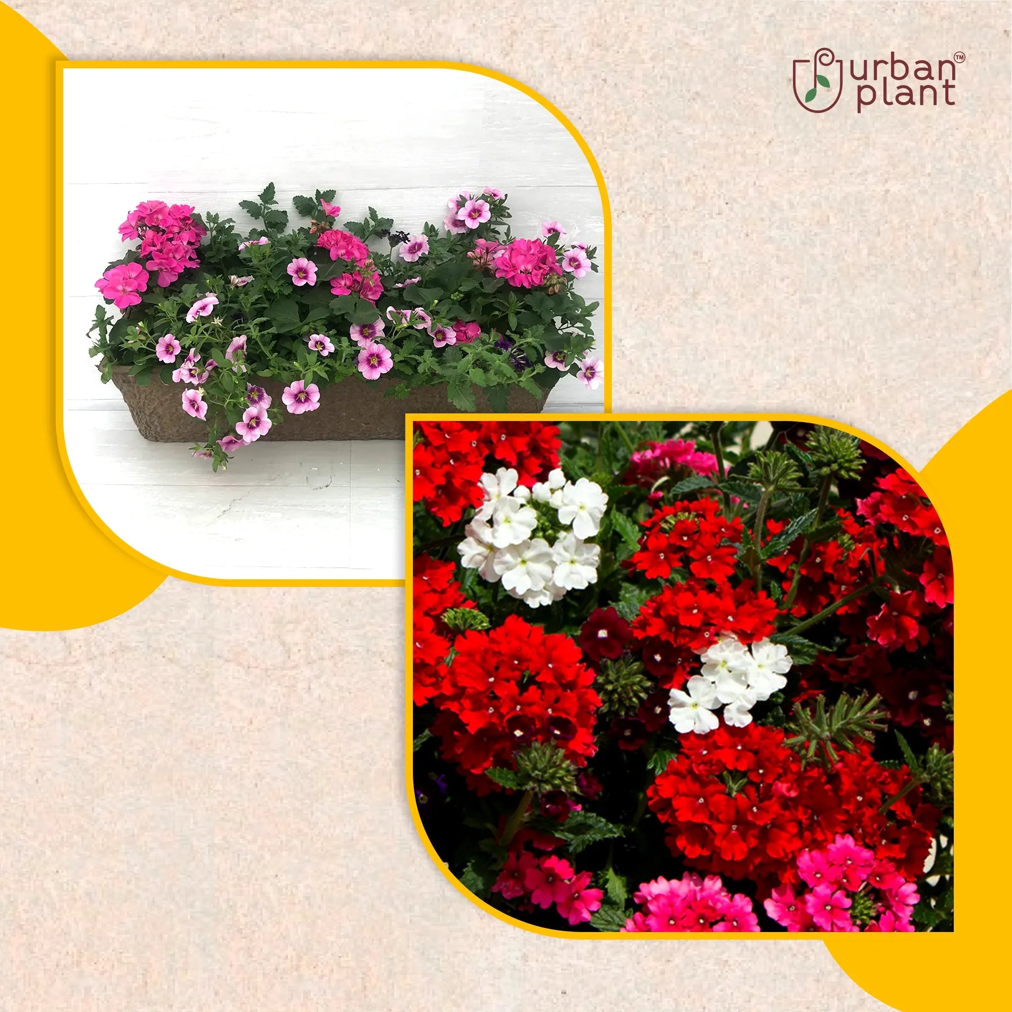 Verbena Mix Flower Seeds Flower Seed Urban Plant 