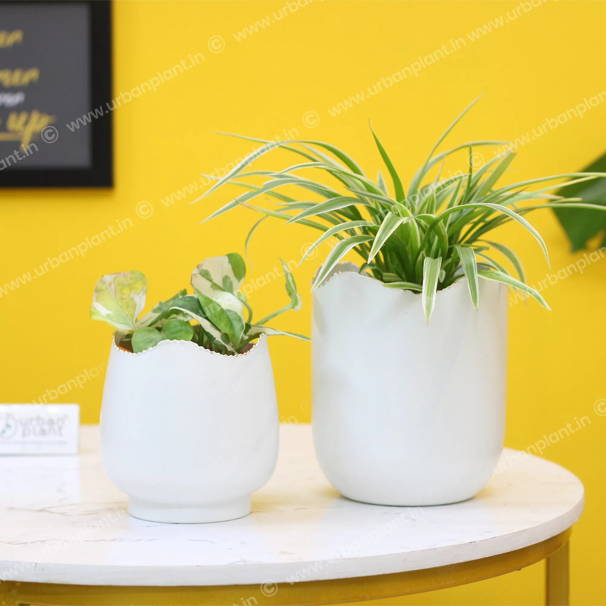 Easter Metal Pot Hammered Texture Plant Holder 5 Inch Metal Planter Urban Plant White 
