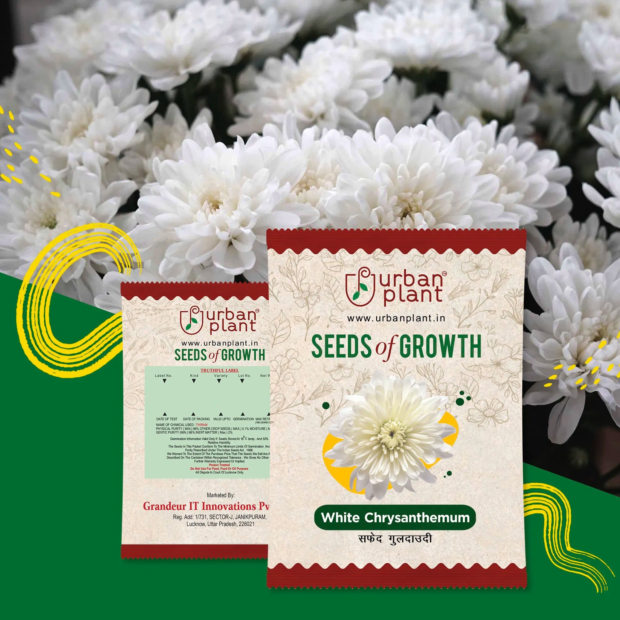 Chrysanthemum White (guldaudi) Flower Seeds Urban Plant 