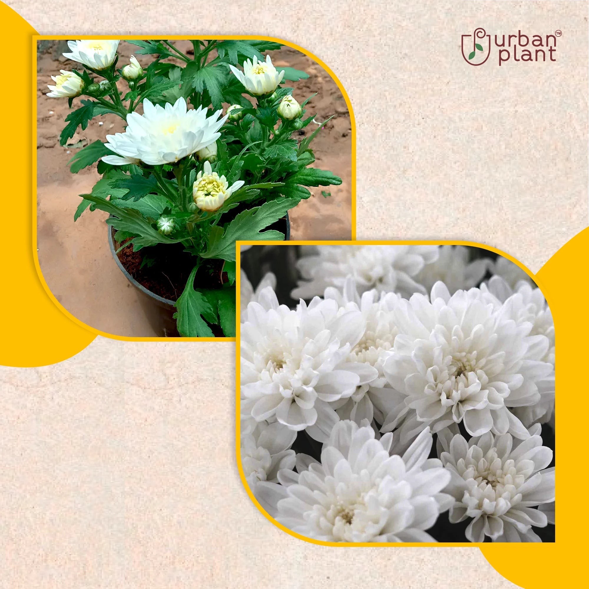 Chrysanthemum White (Guldaudi) Flower Seeds Flower Seed Urban Plant 