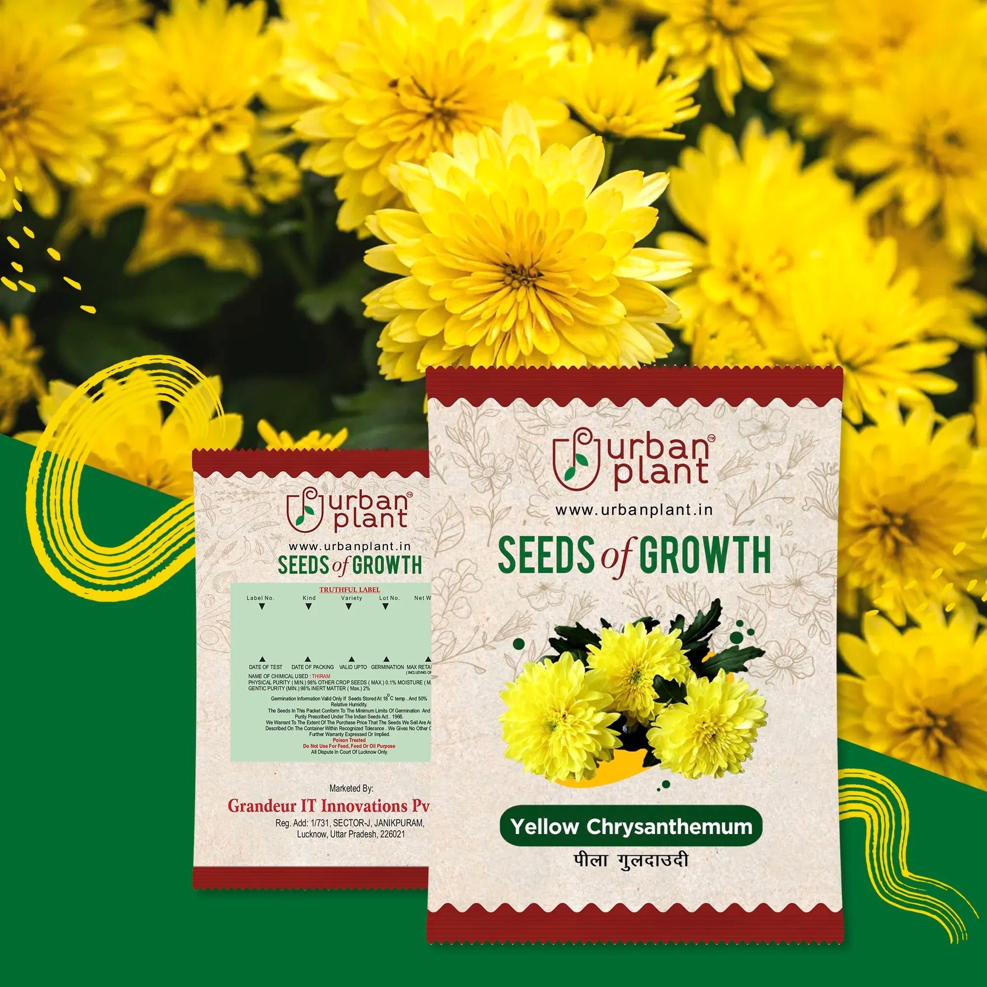 Chrysanthemum Yellow (guldaudi) Flower Seeds Urban Plant 