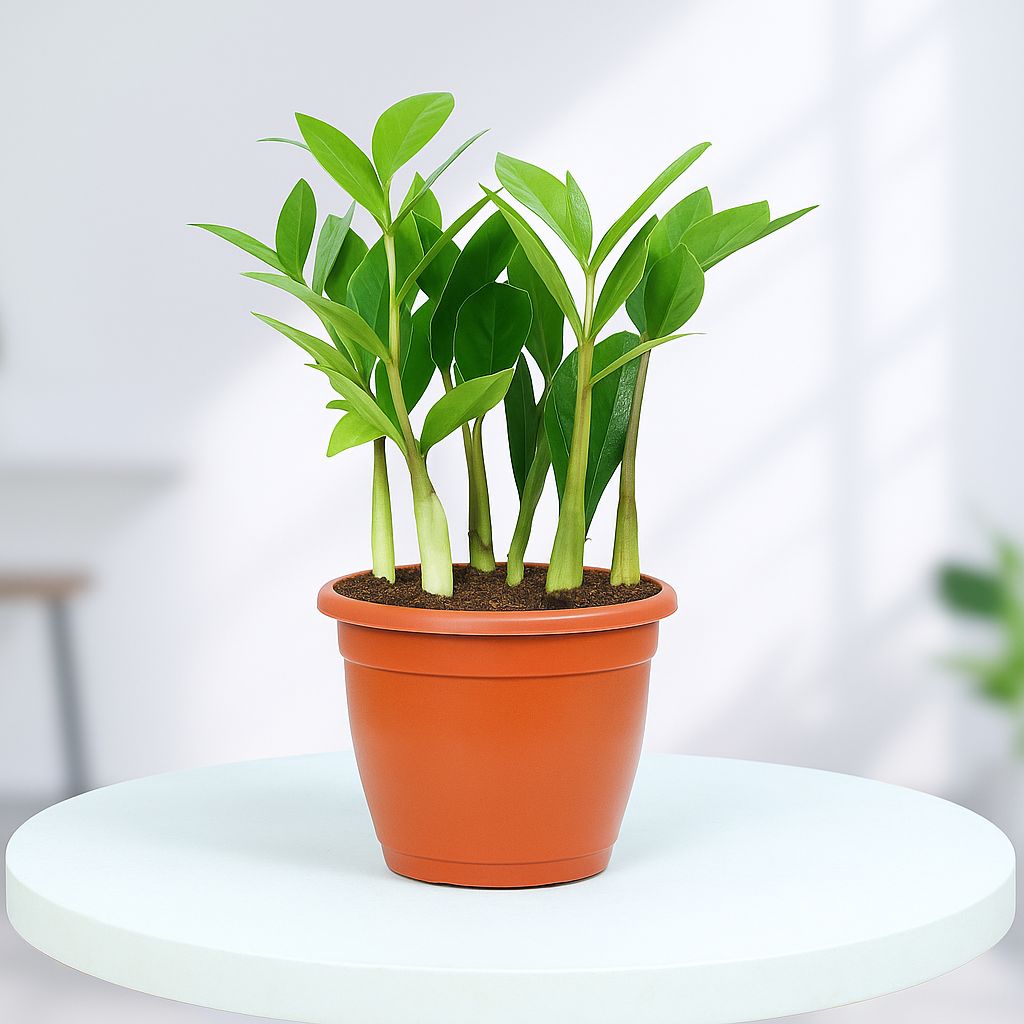ZZ Plant in Grower Pot Urban Plant Green 