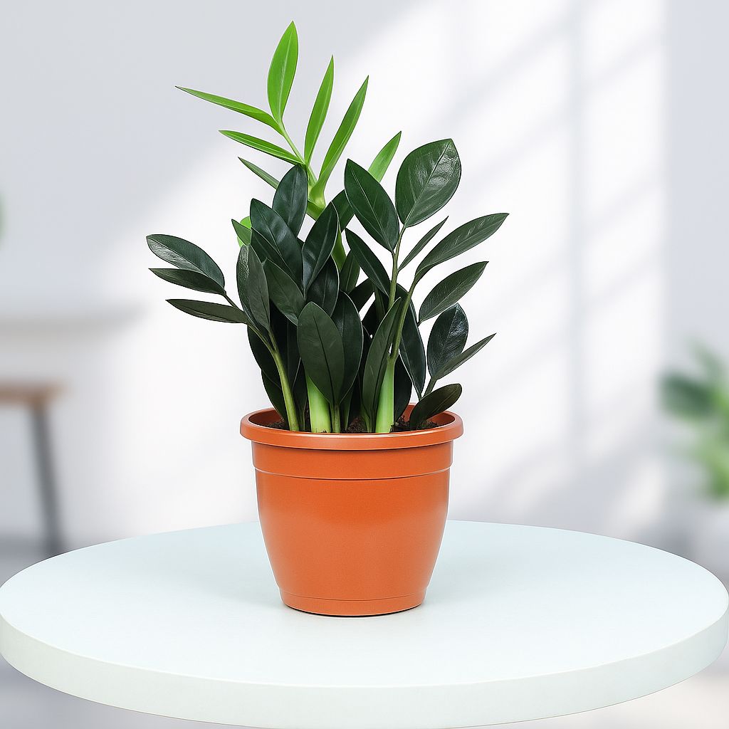 ZZ Plant in Grower Pot Urban Plant Black 