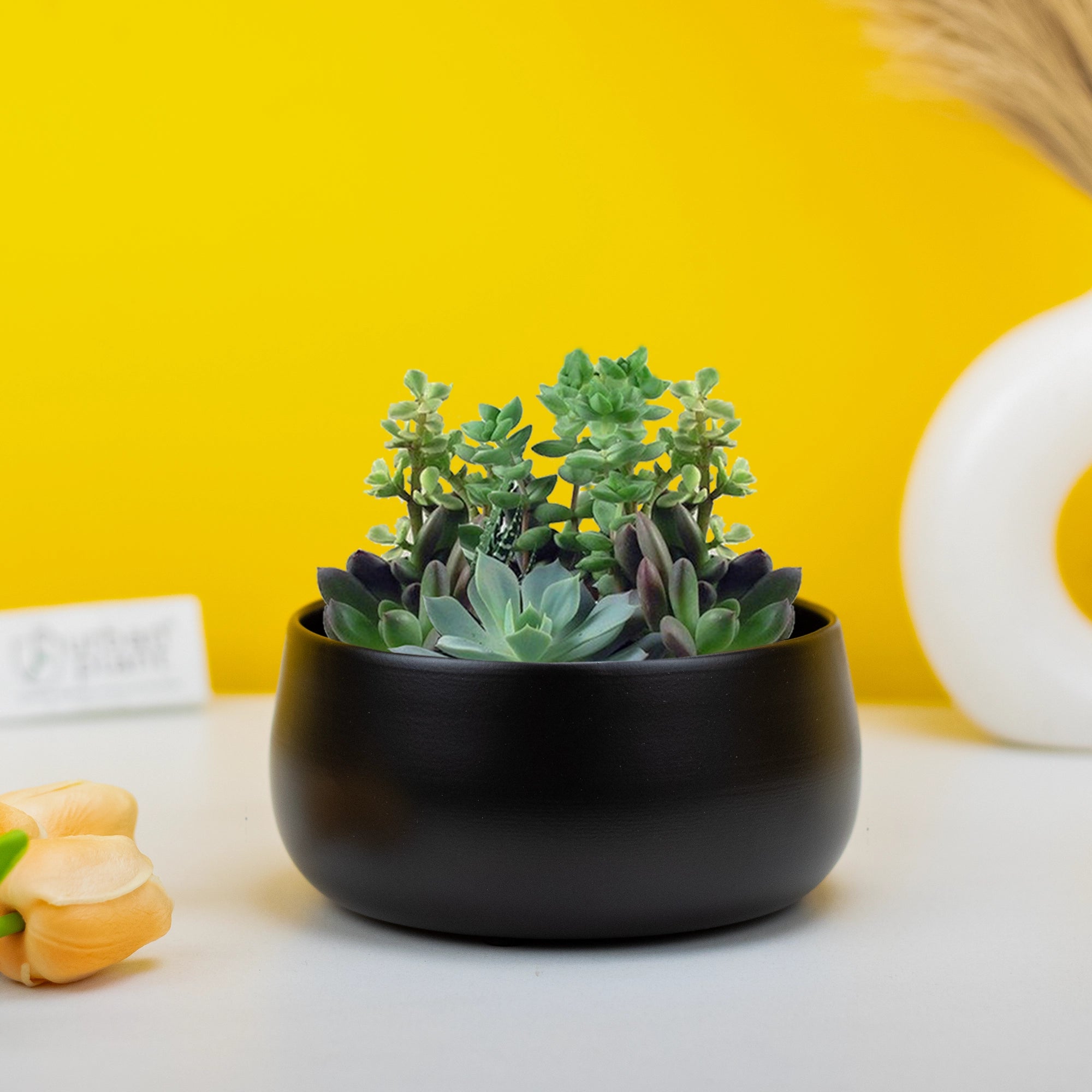 Urban Plant Metal Flower Planter for Living Room | Office Decor Item | Succulent Pots | Table Top Planter Metal Planter Urban Plant Black 