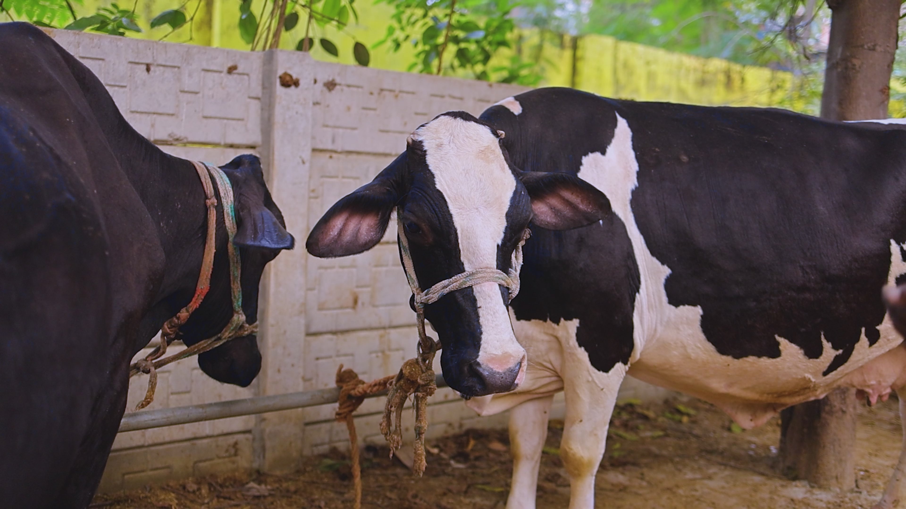 Cow Manure for Plants video overview 