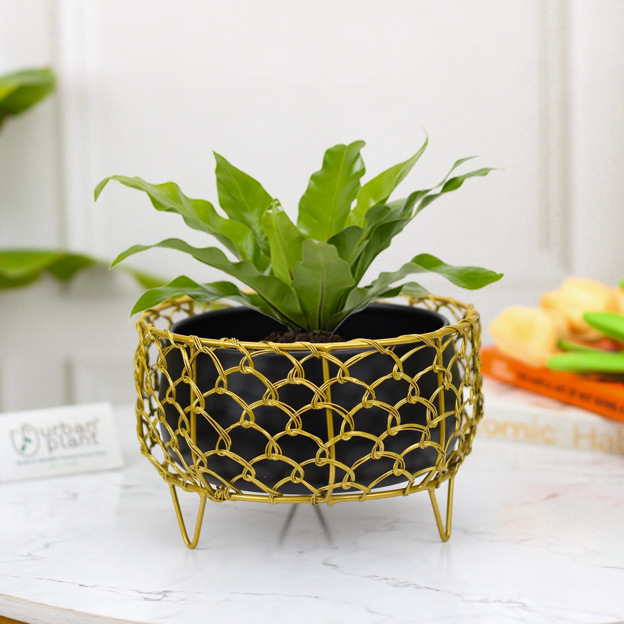 Golden Cage Metal Planter | Modern Designer Planter Pots for Living Room - 4.3" - 1334 Metal Planter Urban Plant 