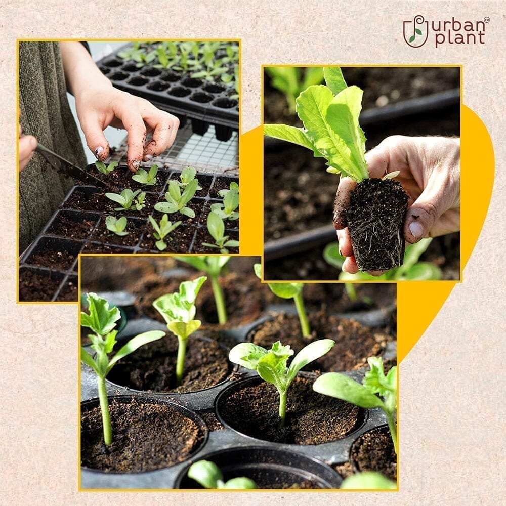 Vegetable Seeds Combo – (Green Peas, Lima Beans, Cowpea, Pumpkin) Vegetable Seed Urban Plant 