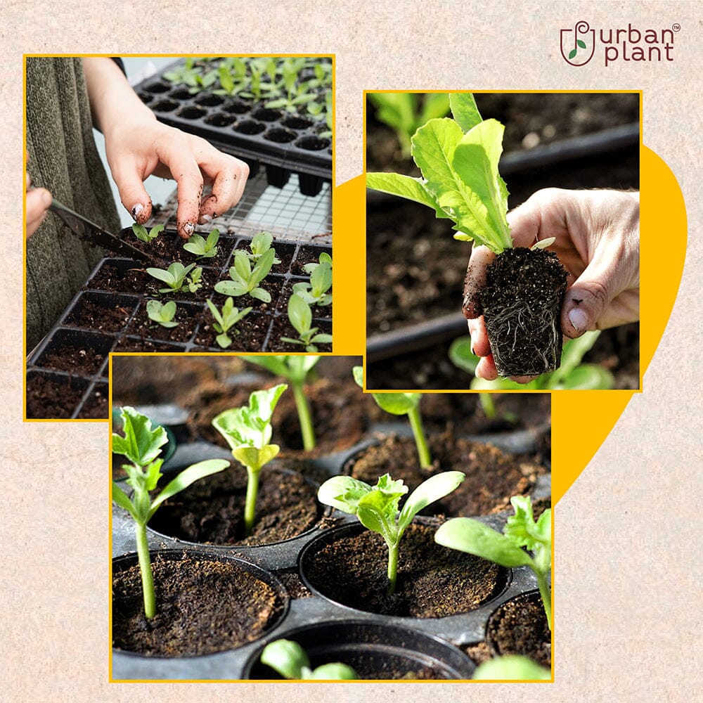 Vegetable Seeds Combo – (Bullet Green Chilli, Chenopodium Album, French Bean, Banarasi Brinjal) Vegetable Seed Urban Plant 