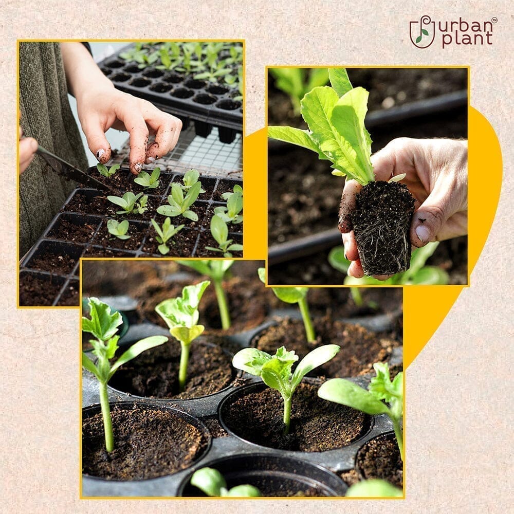 Flower Seeds Combo – (Daisy, Chrysanthemum, Lupins, Sweet Pea) Flower Seed Urban Plant 