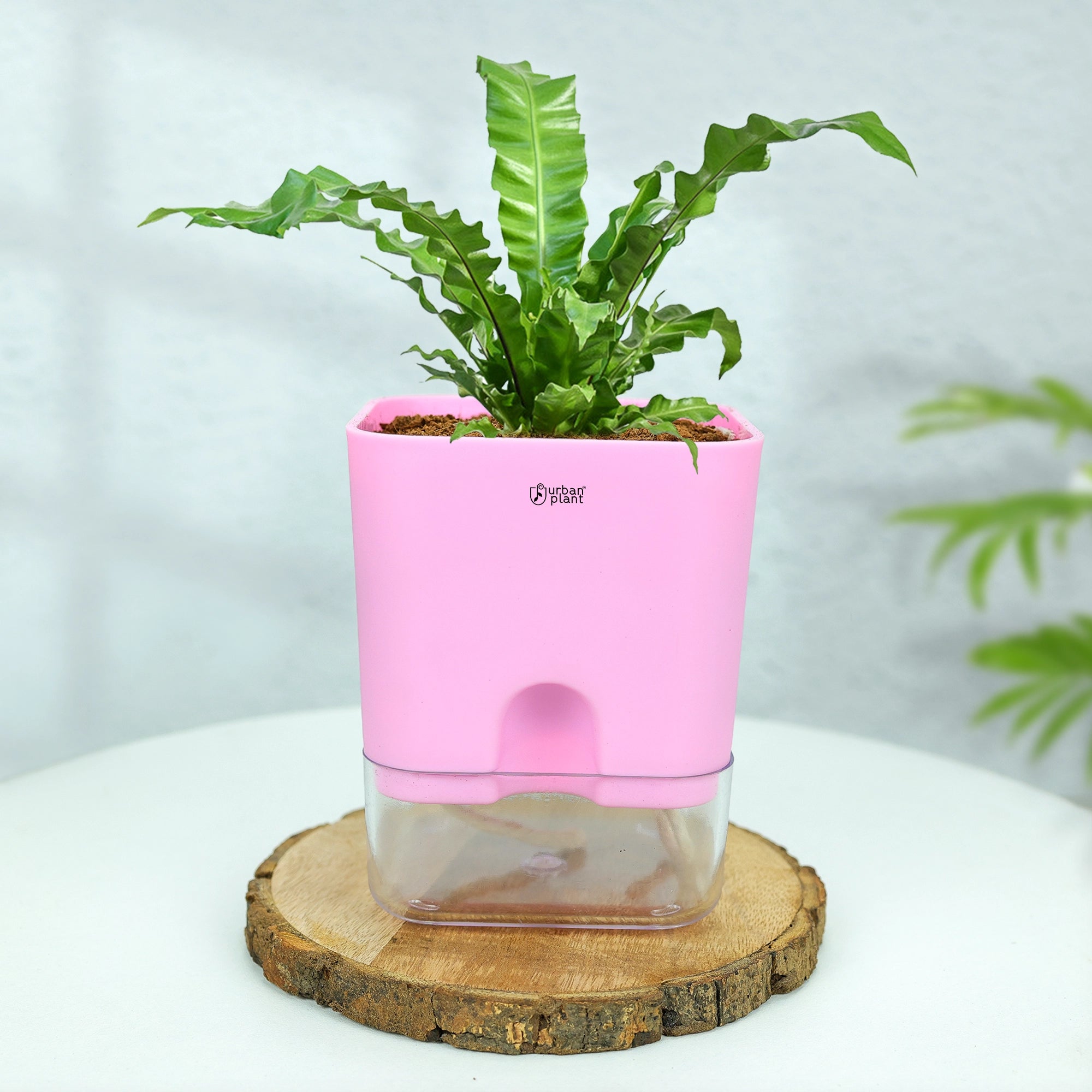 Self-Watering Pot - 5" Plastic Pot Urban Plant 