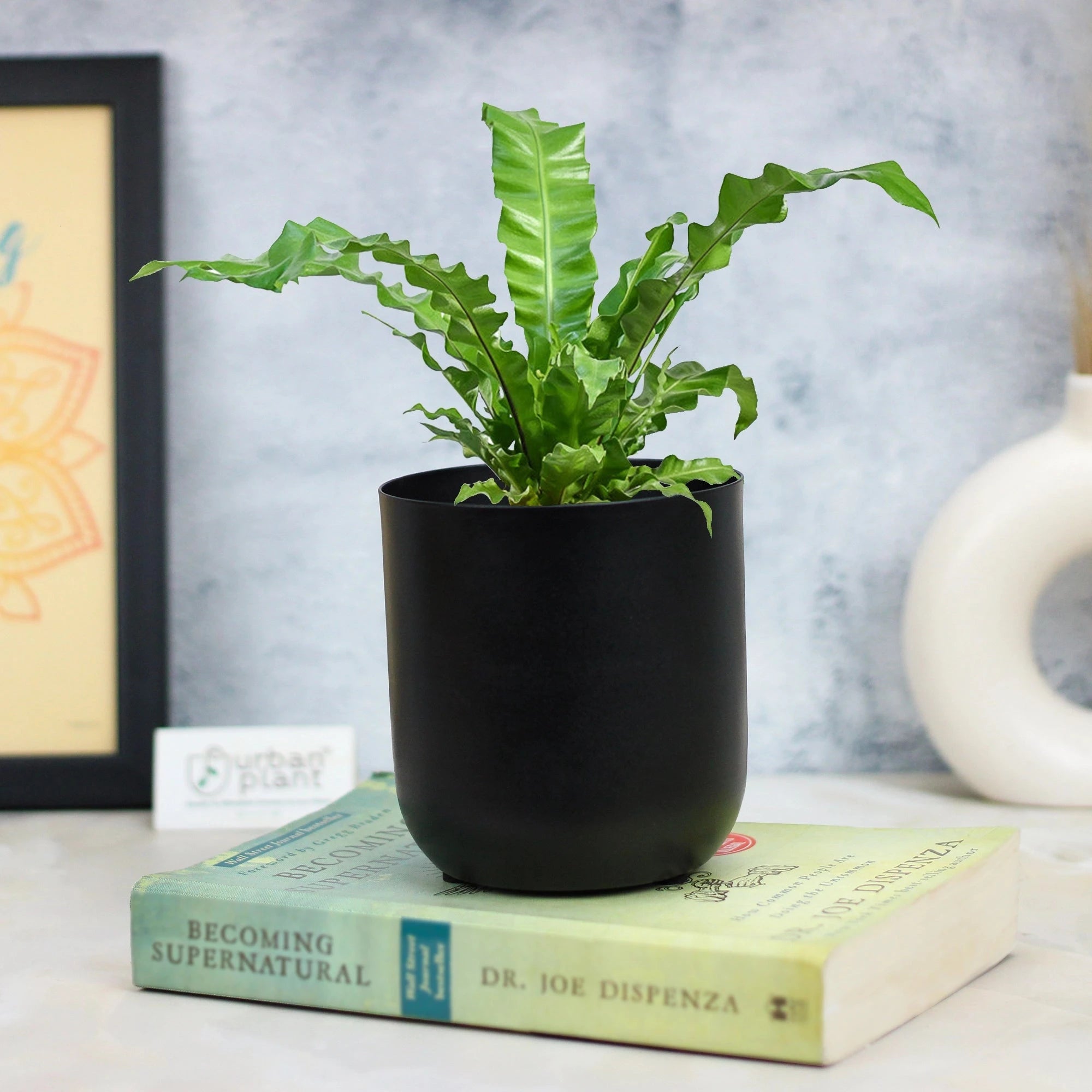 Metallic Miniature Planter (Black - Pack of 1) Metal Planter Urban Plant 