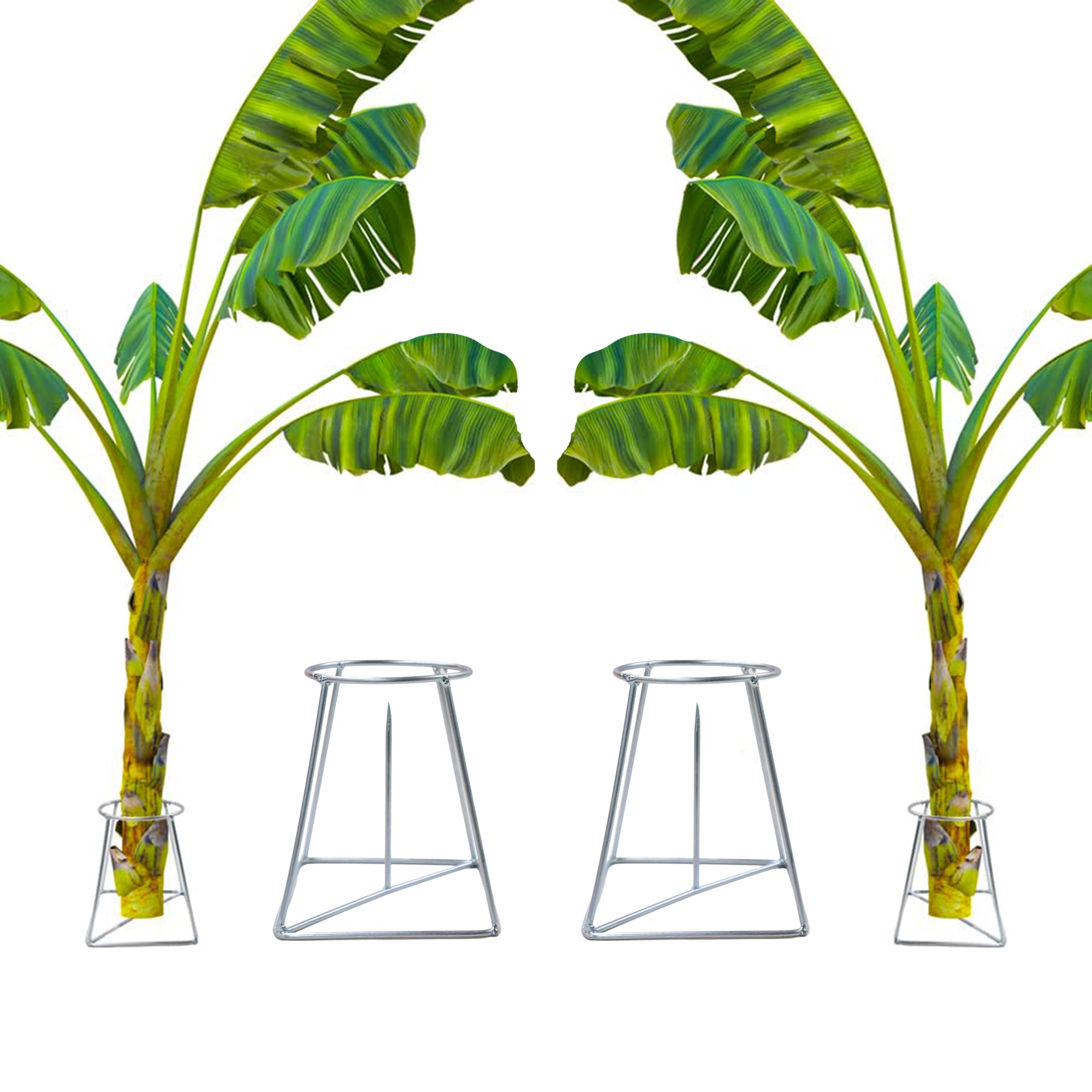Urban Plant Banana Stand/Holder for Pooja Urban Plant 2 