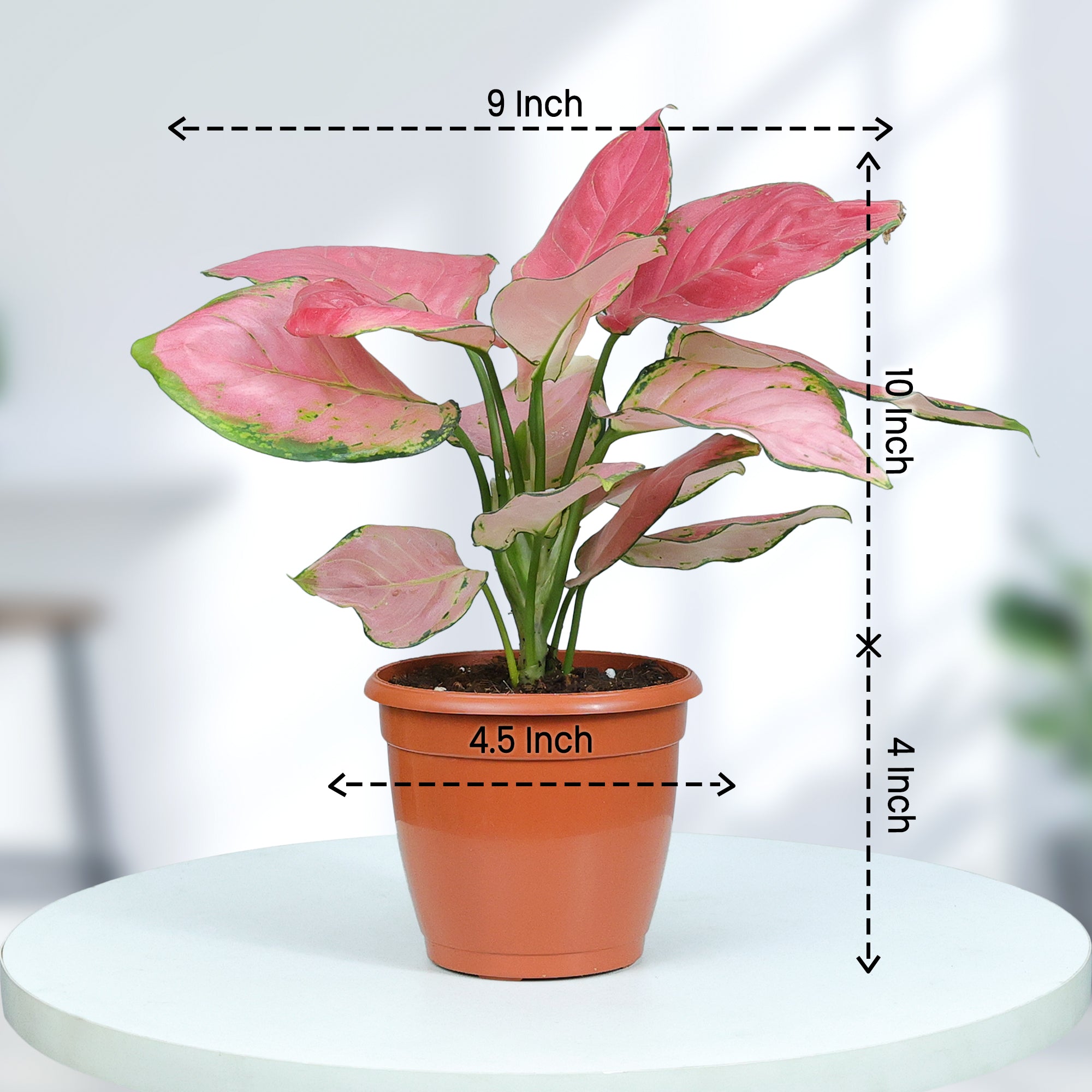 Pink Aglaonema Plant size