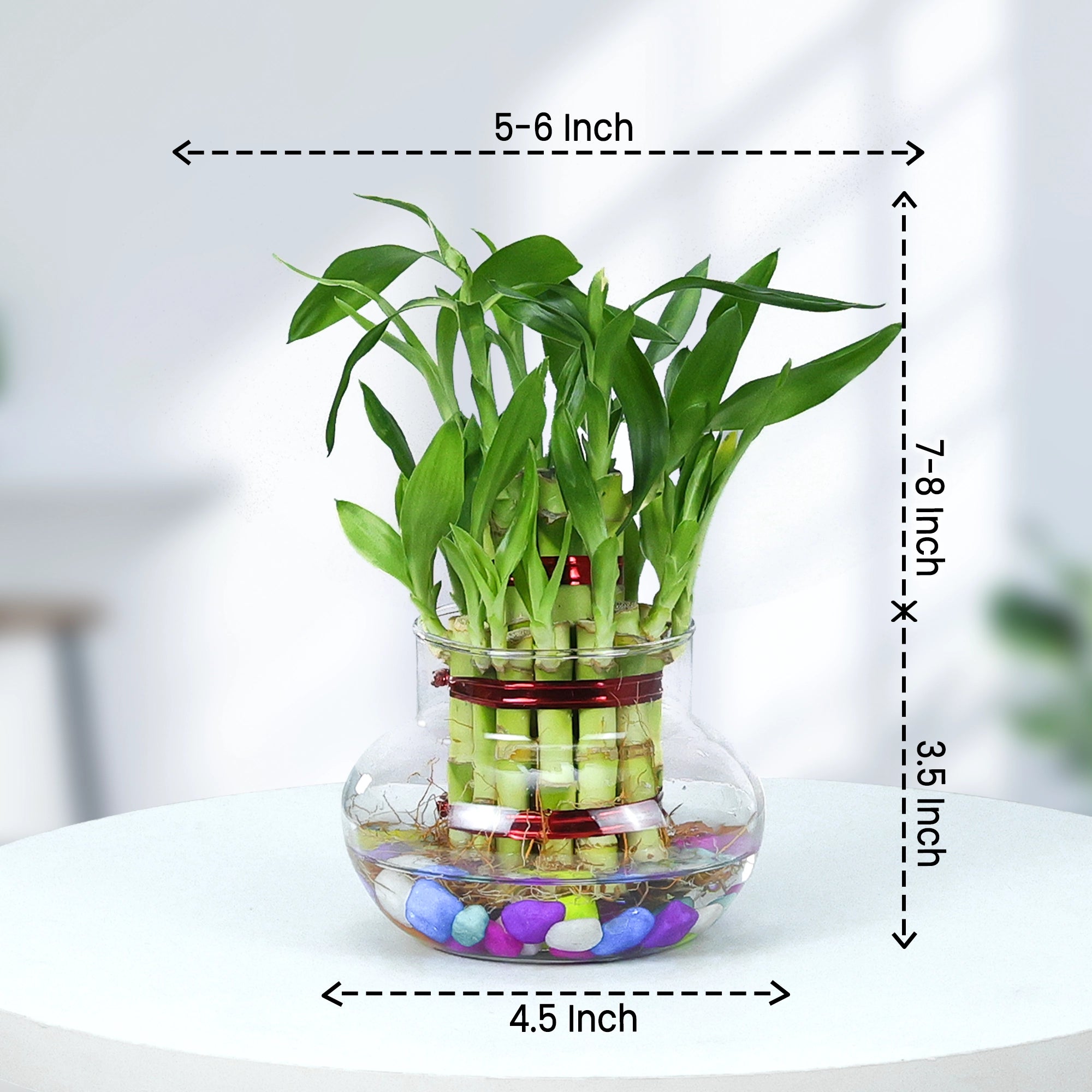 Lucky Bamboo Good Luck Plant Urban Plant 