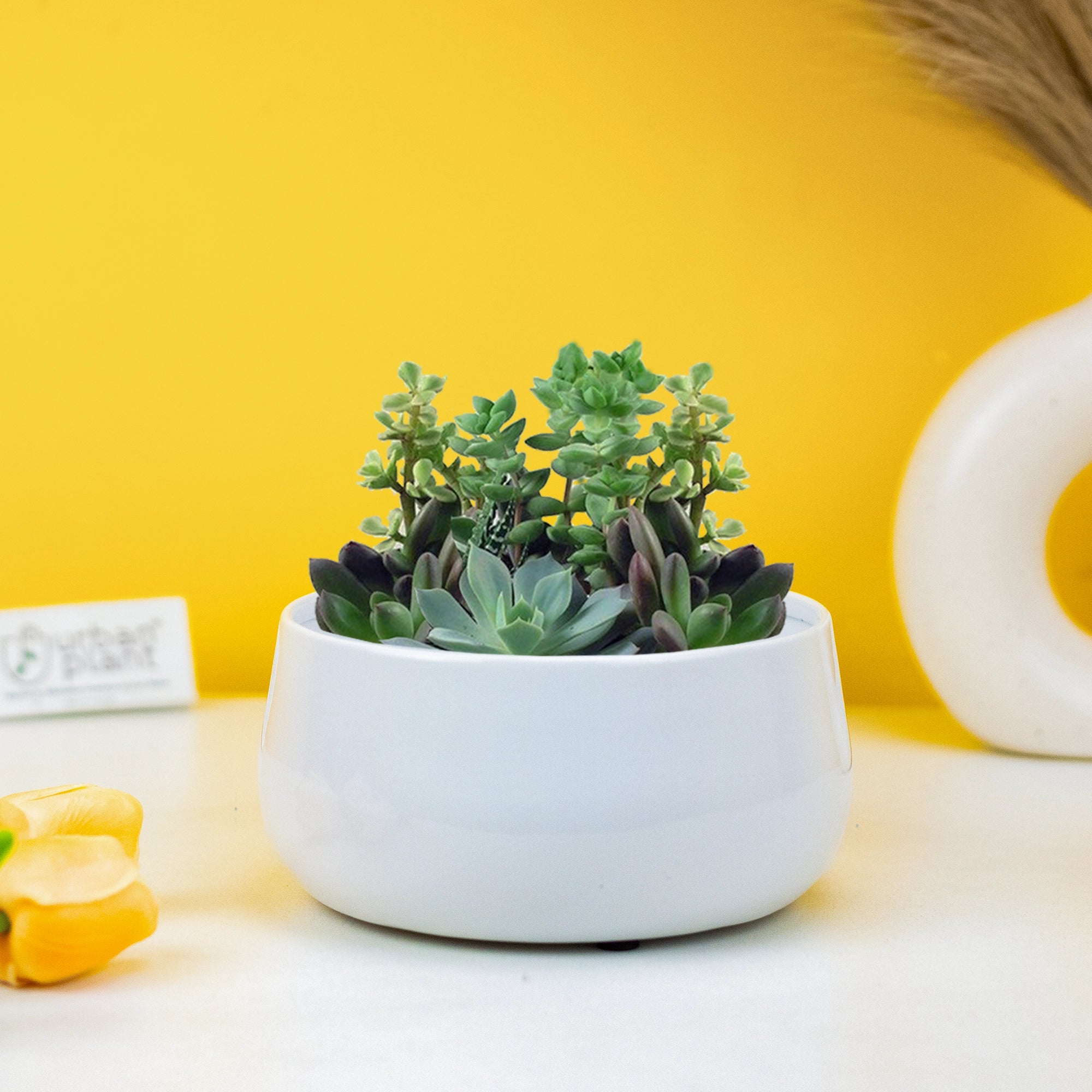Urban Plant Metal Flower Planter for Living Room | Office Decor Item | Succulent Pots | Table Top Planter Metal Planter Urban Plant White 