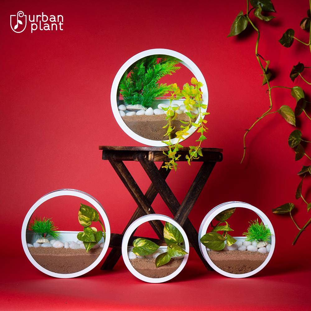 Buy Circular Wall Hanging Metal Planters Online-Set of 4 Wall Hanging Planter Urban Plant White 