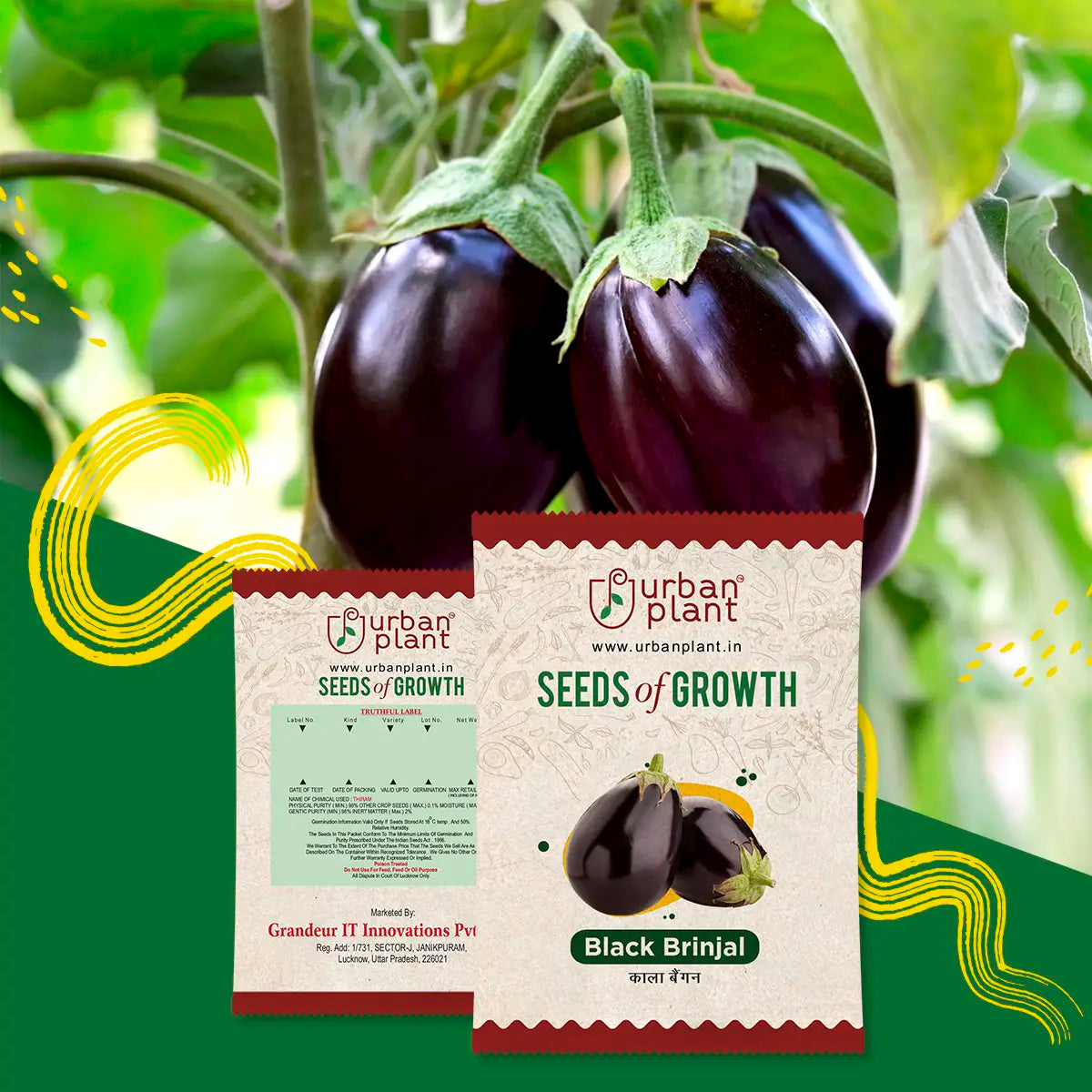 Brinjal Seeds Urban Plant 