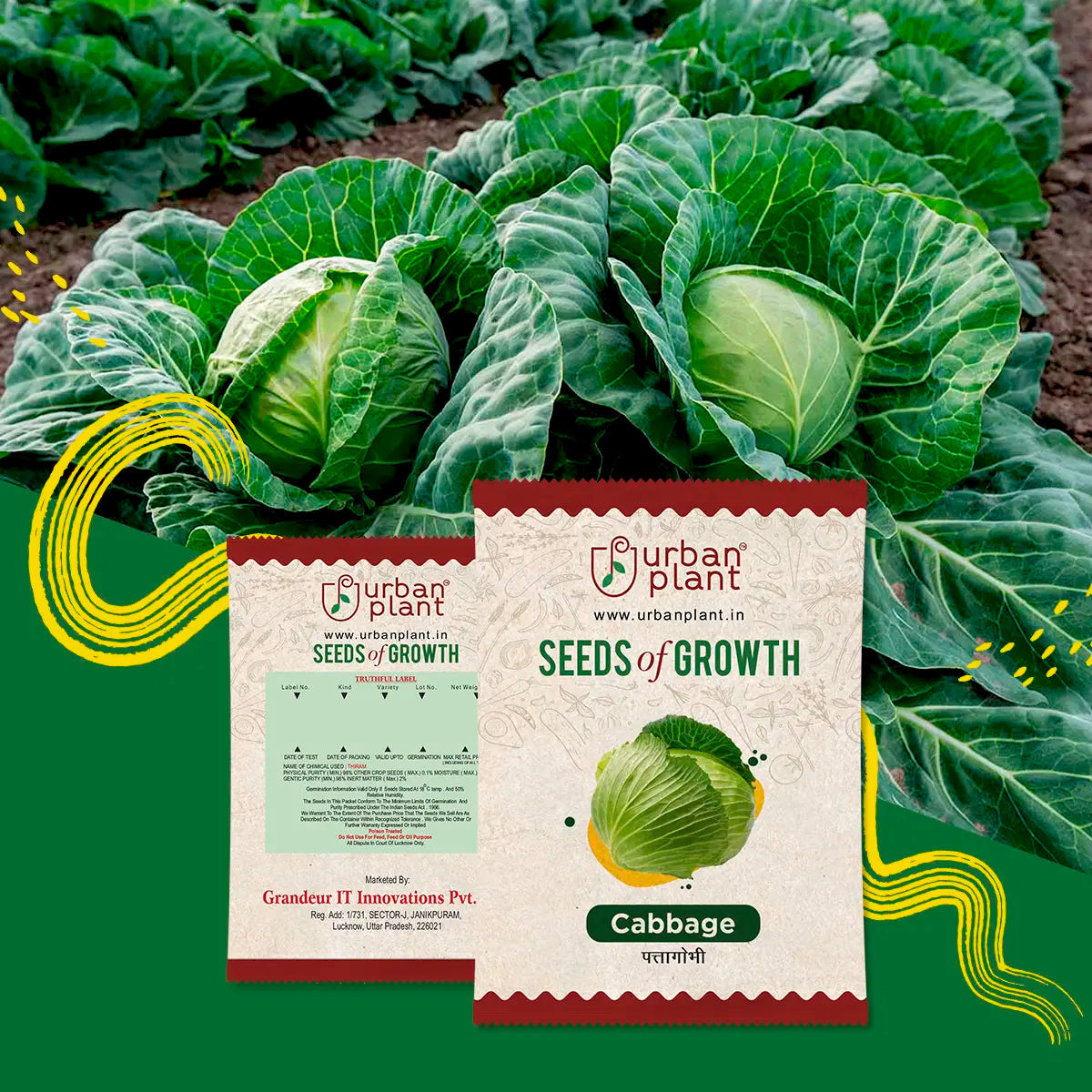 Cabbage Seeds Urban Plant 