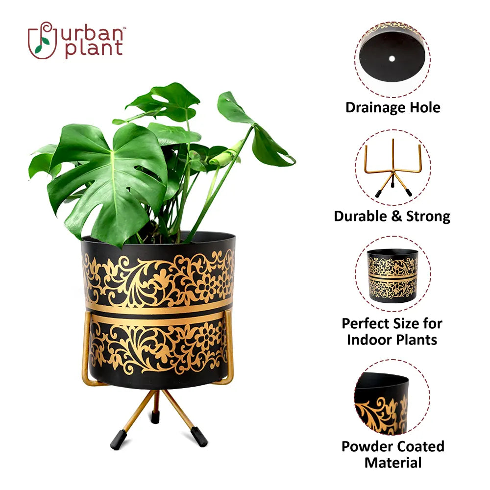 Brocade Pattern Pot with Stand (Black with Gold Pattern) Indoor/Table Top Planter Urban Plant 