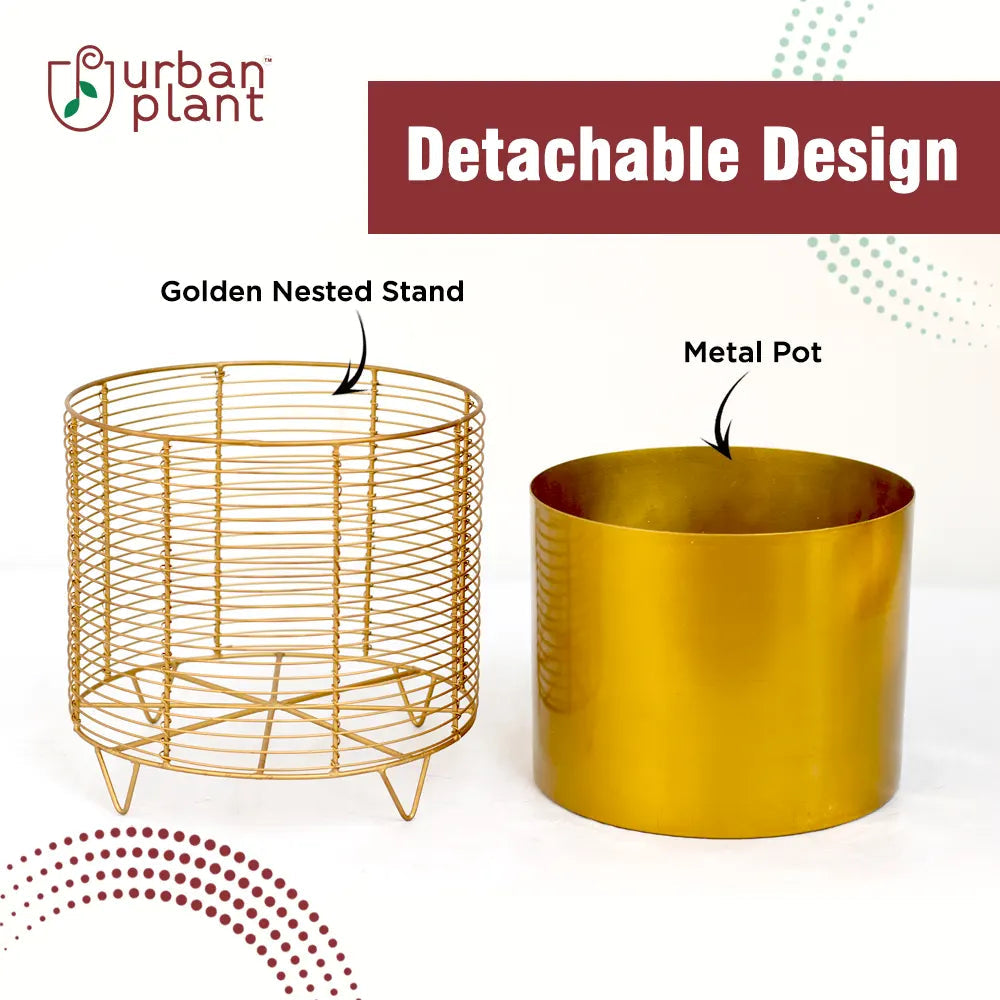 The Golden Cage Metal Planter Floor Standing Urban Plant 