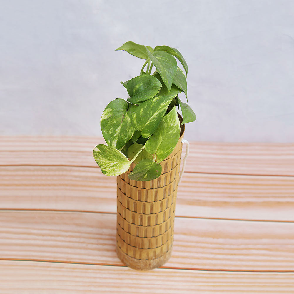 Urban Plant Eco-Friendly Bamboo Planter [Hanging Series HS03] Urban Plant 