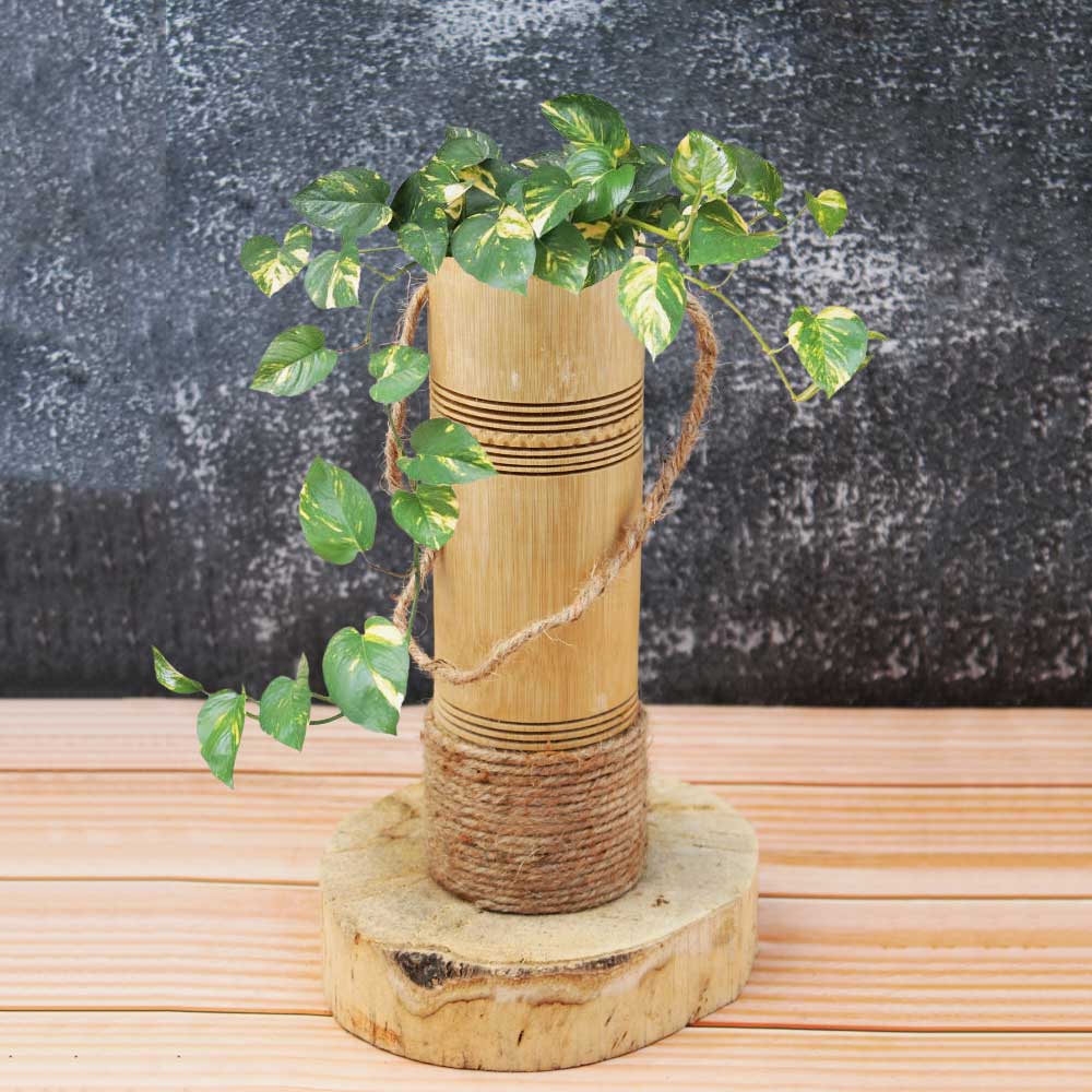 bamboo planter hanging Buy Hanging Bamboo Planters for Indoor and Home Gardens