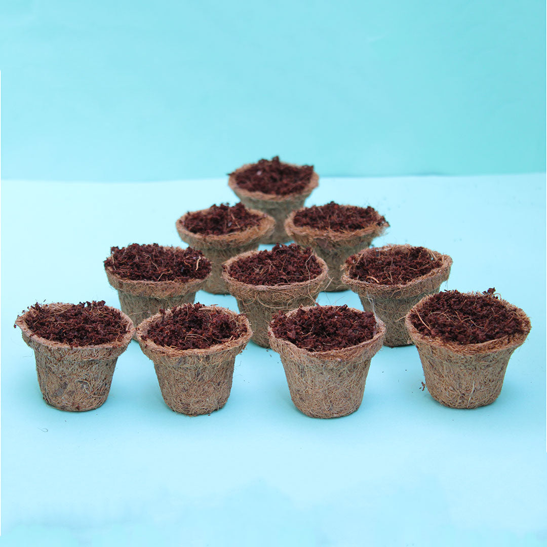 Coir Germination Pots 2 Inch (Set of 10) Urban Plant 