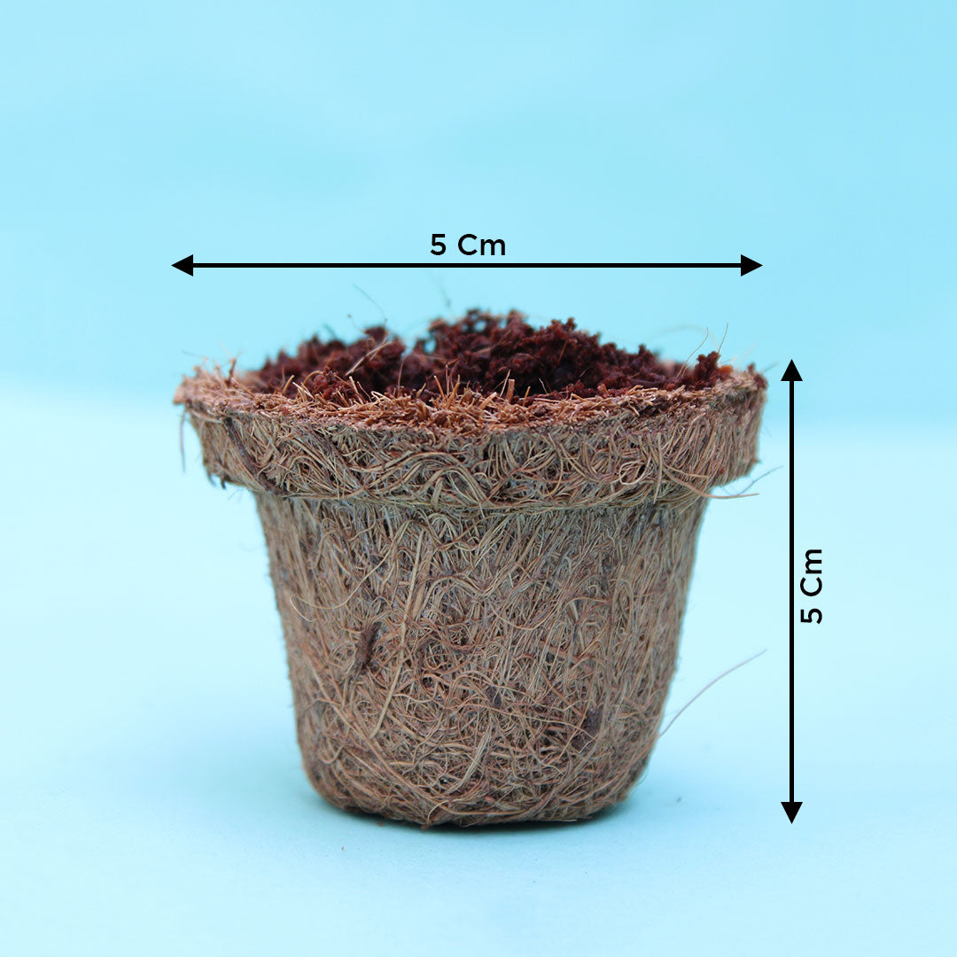 Coir Germination Pots 2 Inch (Set of 10) Urban Plant 