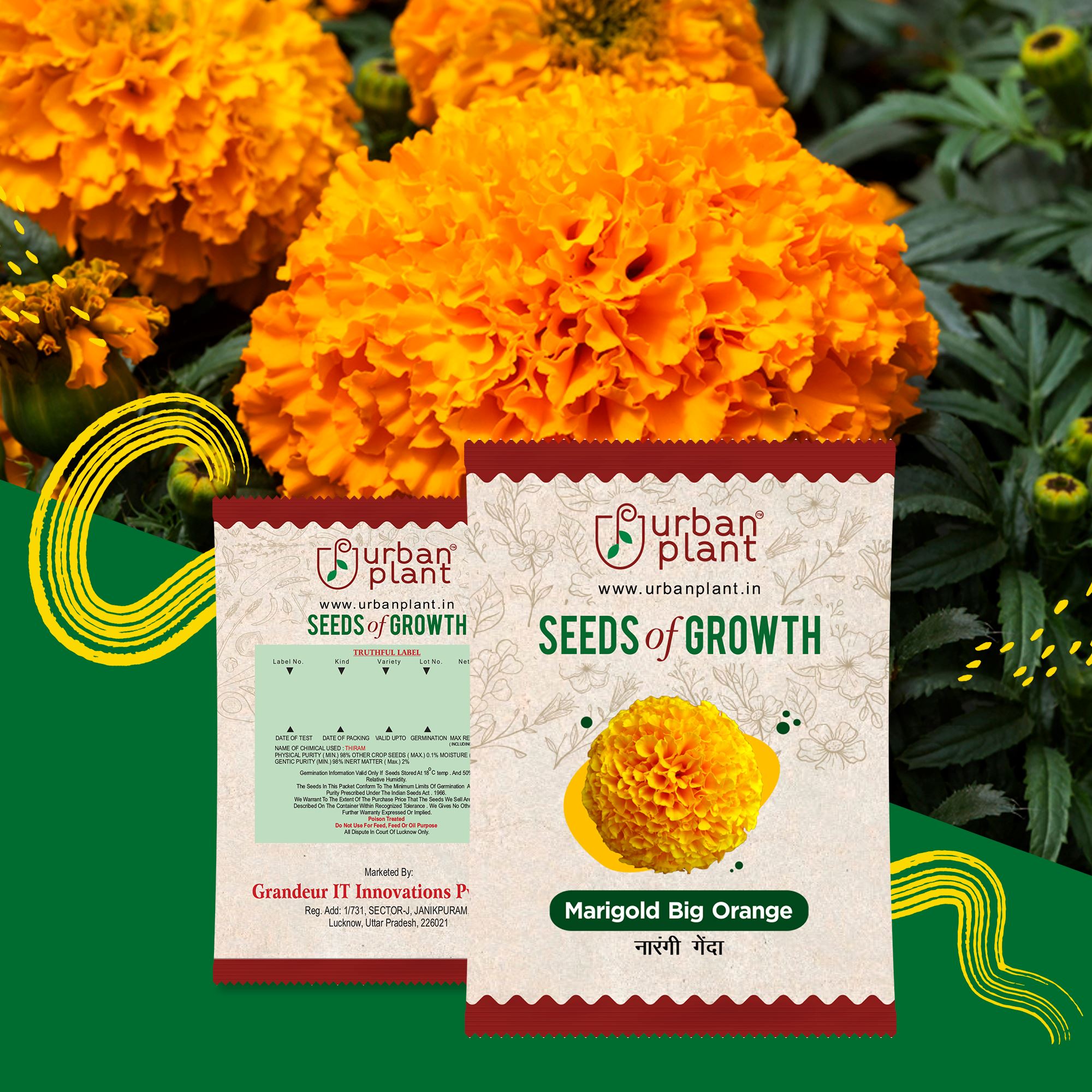Marigold Big Flower Seeds Urban Plant 