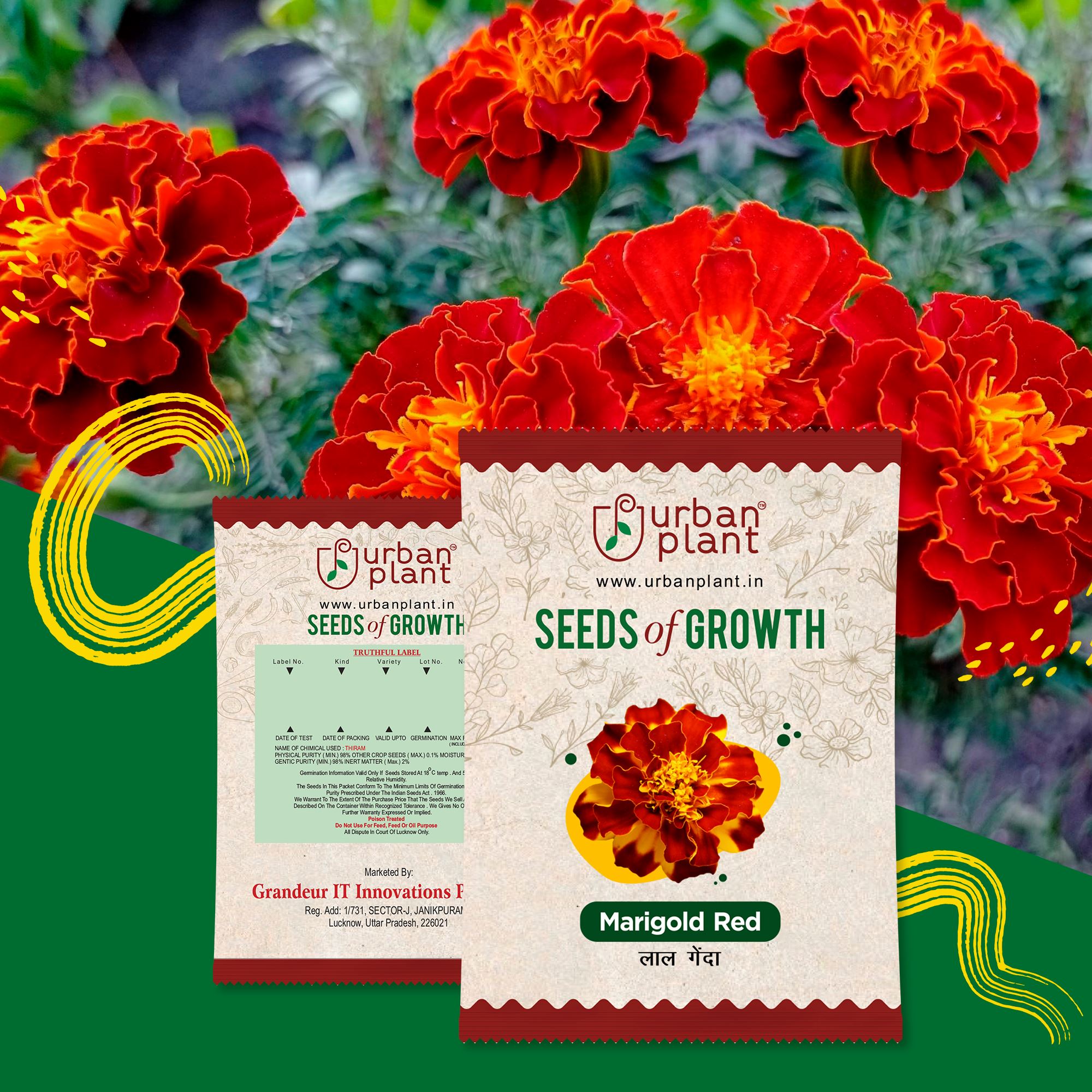 Marigold Red Flower Seeds Urban Plant 