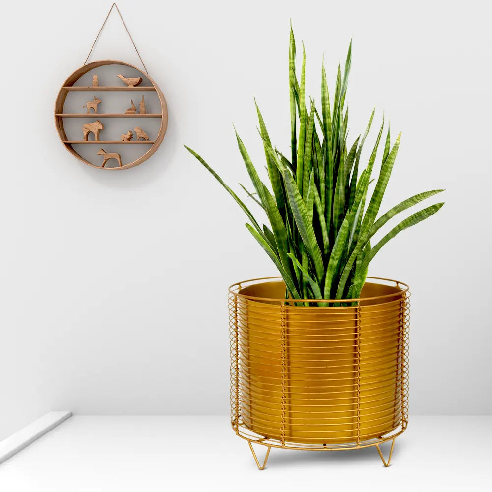 The Golden Cage Metal Planter Floor Standing Urban Plant 