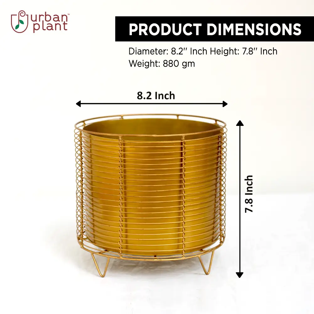 The Golden Cage Metal Planter Floor Standing Urban Plant 