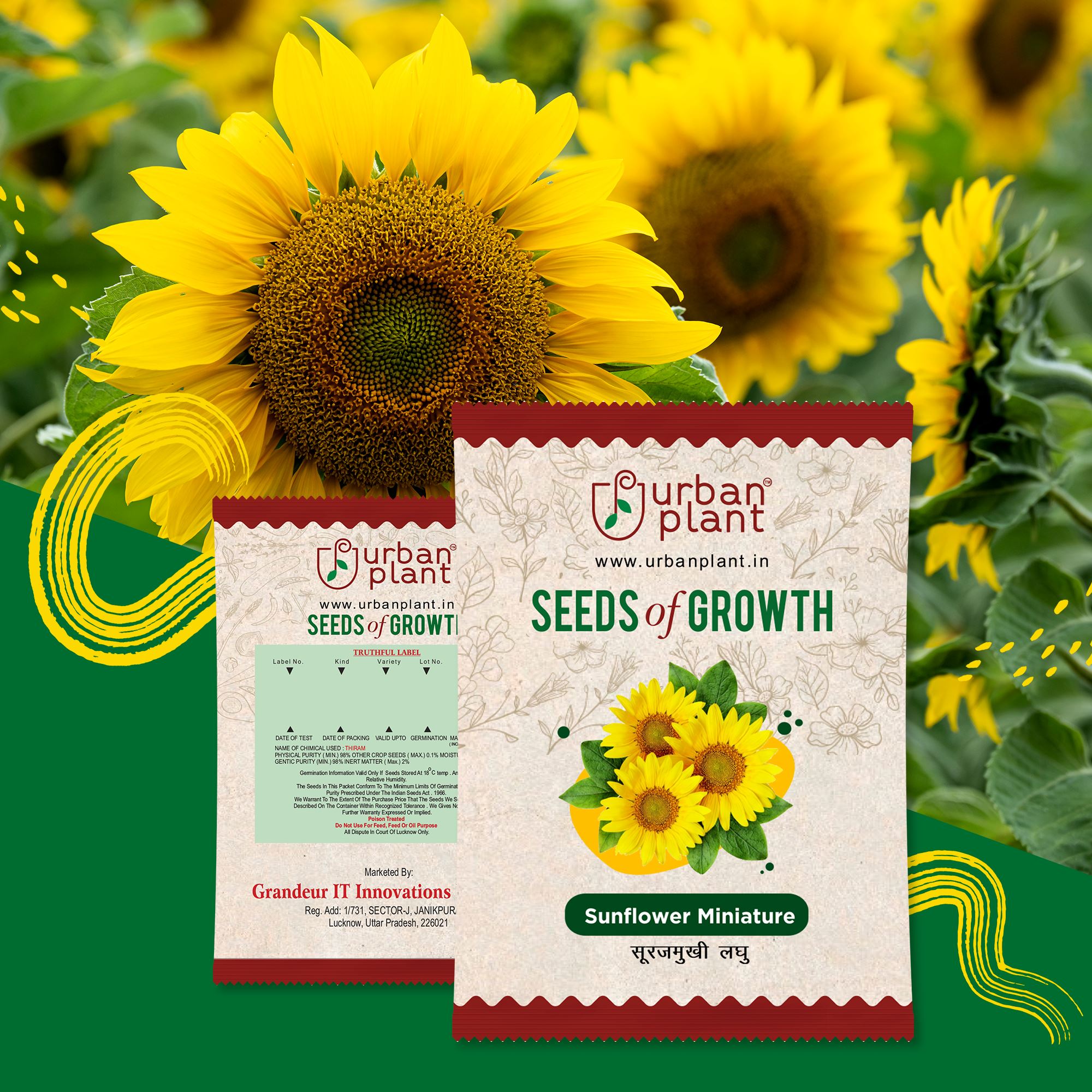 Sunflower Miniature Flower Seeds Urban Plant 